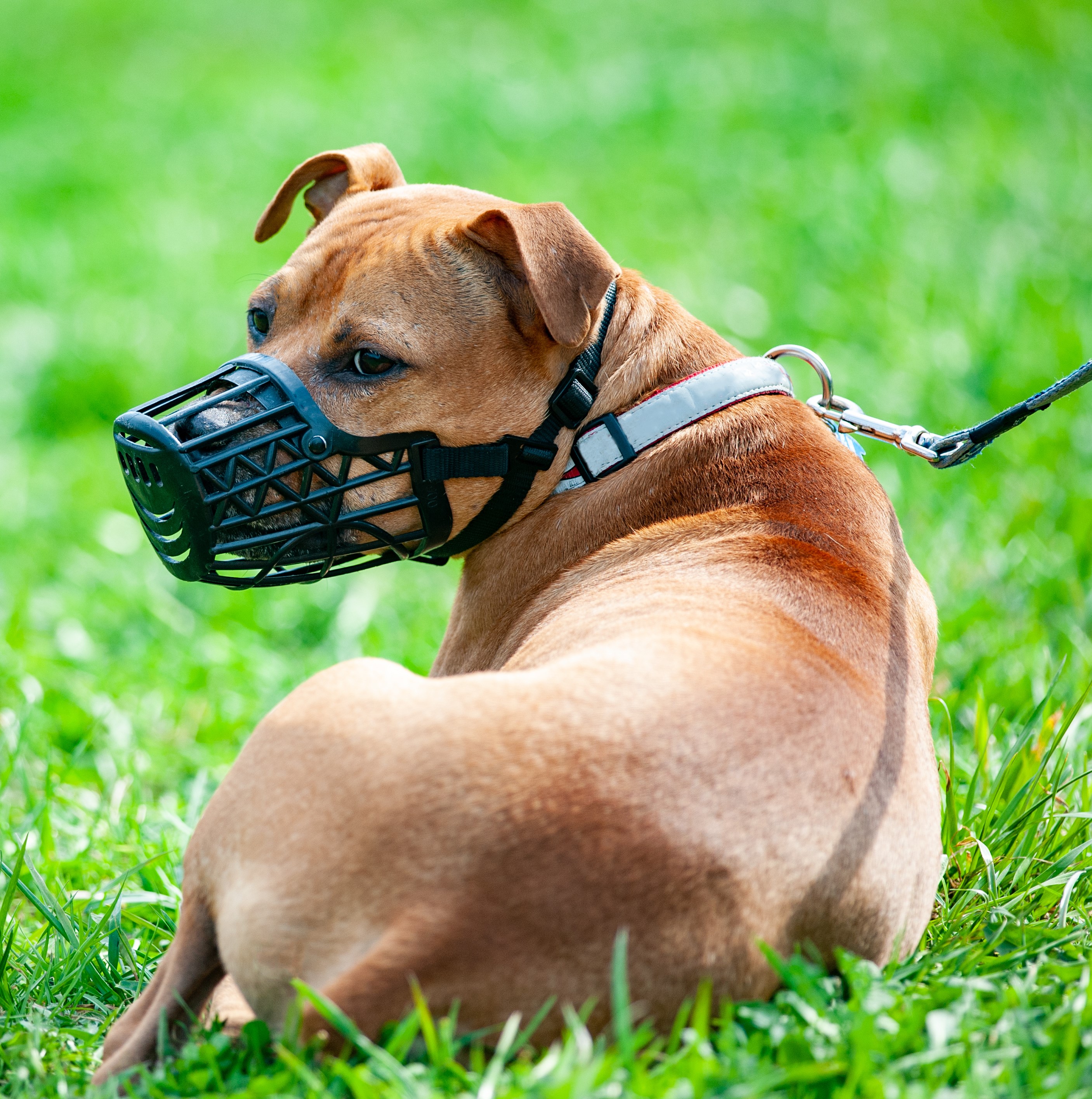 Muzzles