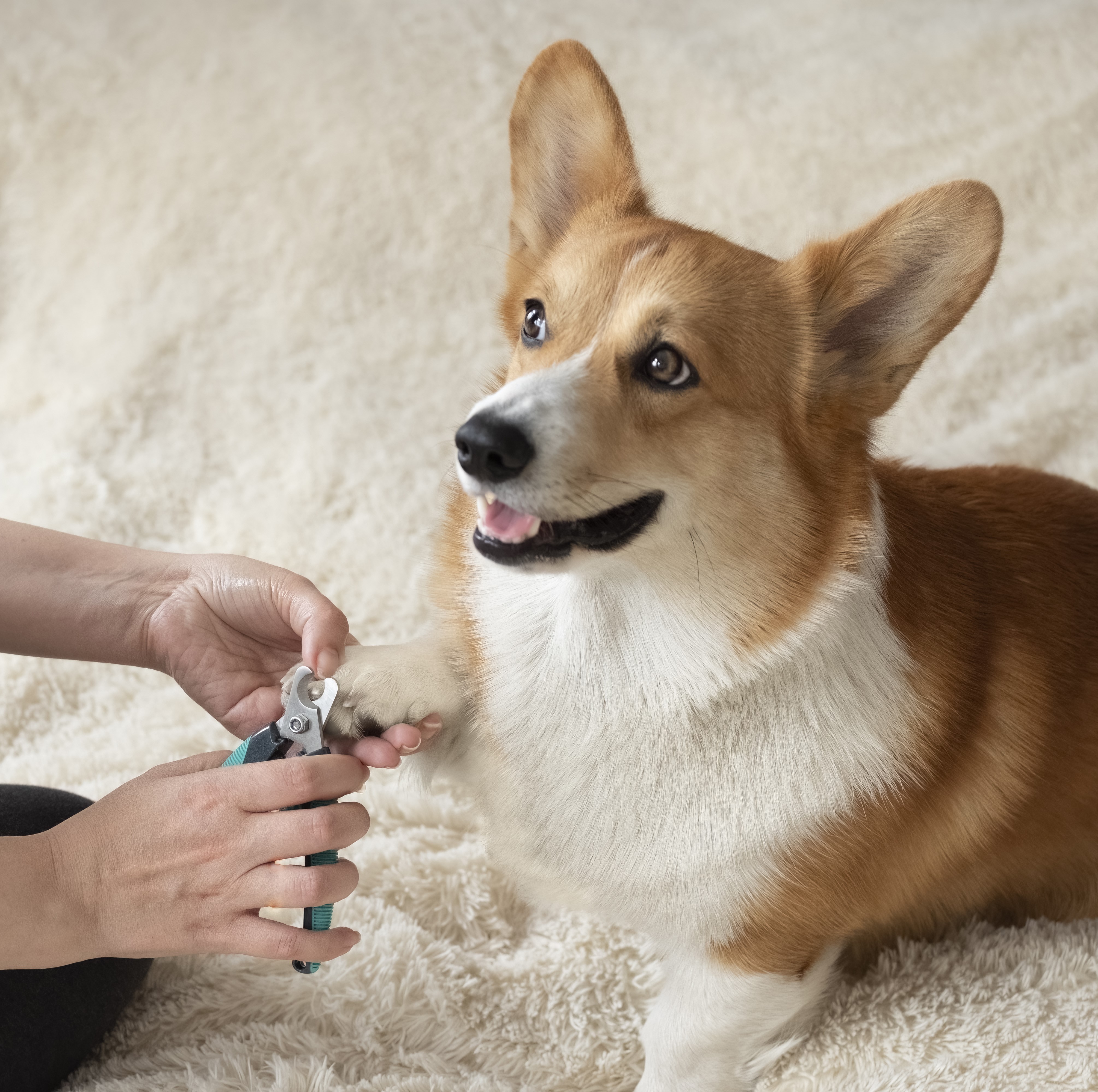 Paw & Nail Care