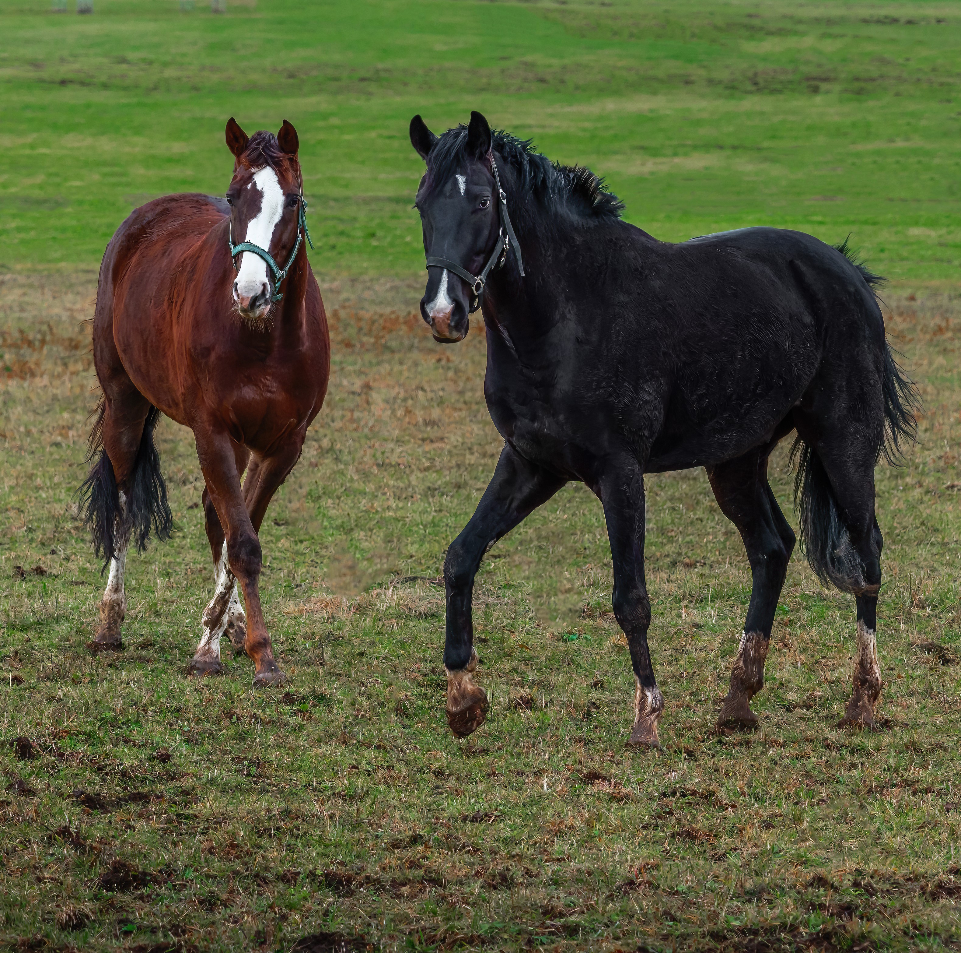 Nosebands & Tie Downs