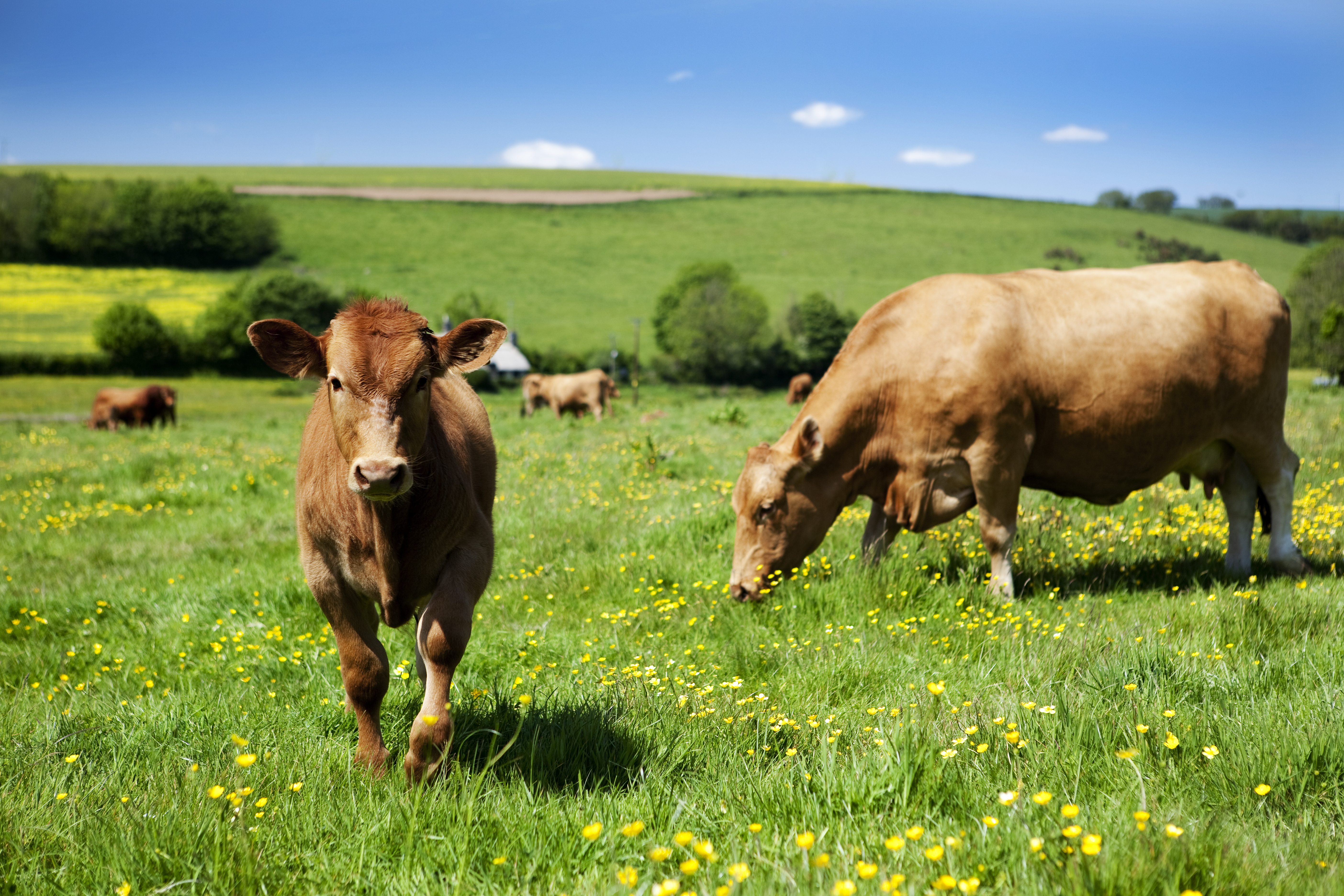 Pasturella