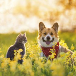 Pet & Wildlife