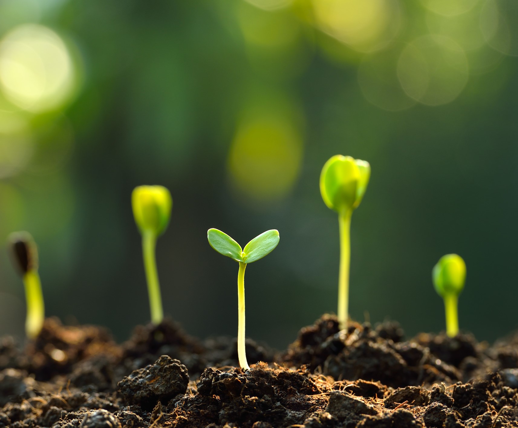 Plant Food