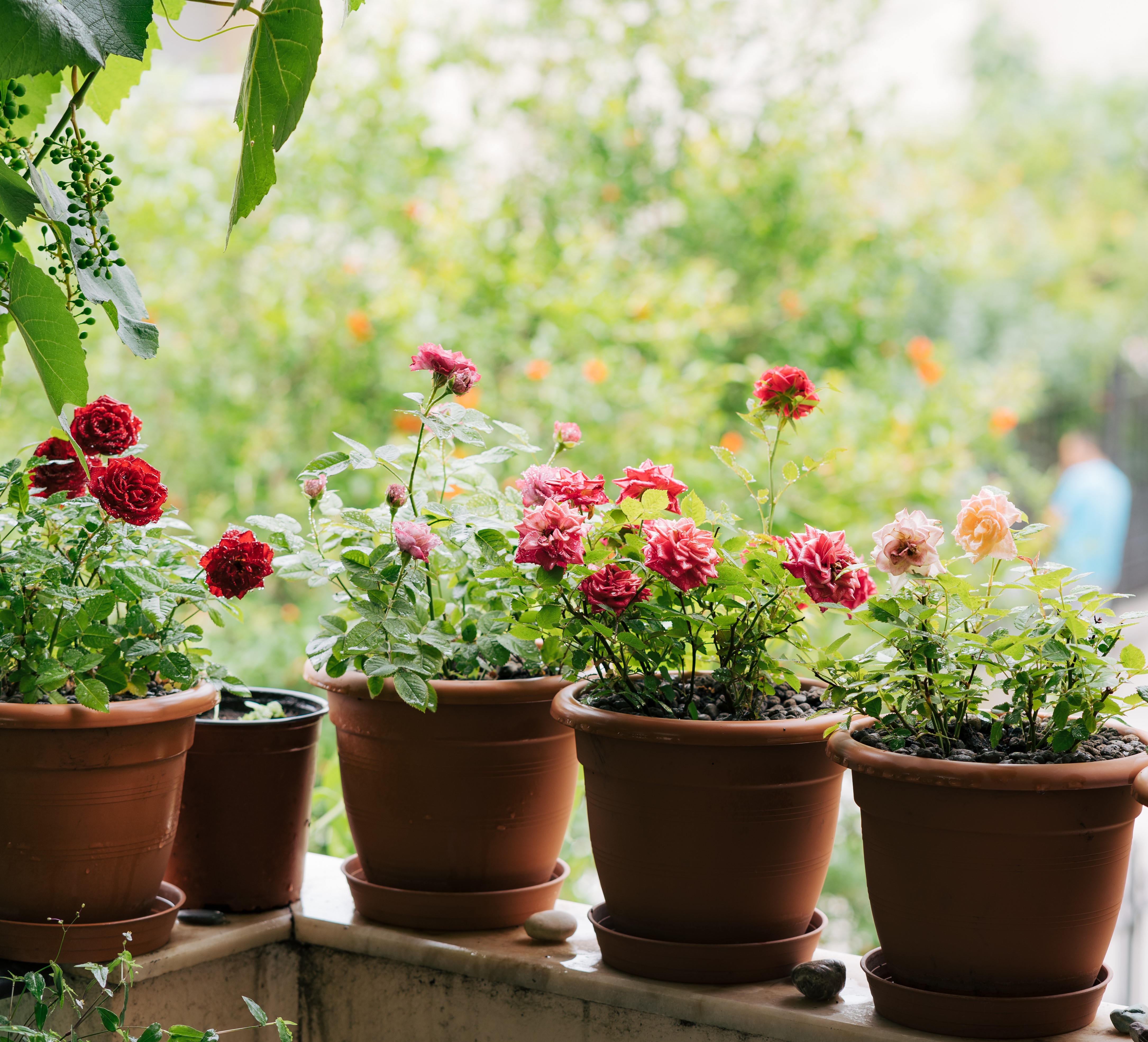 Pots & Planters