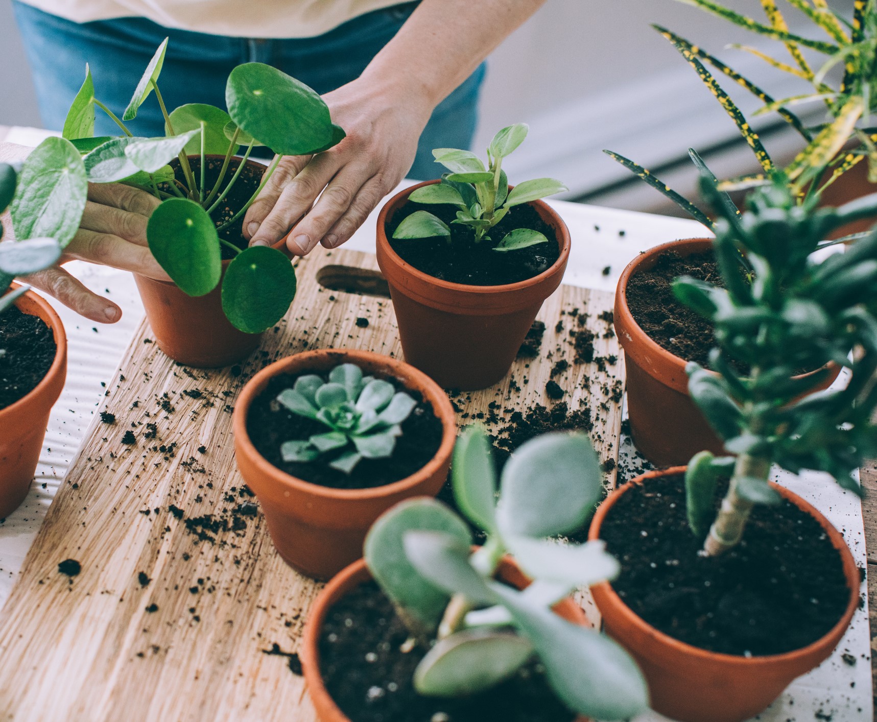 Potting Soil