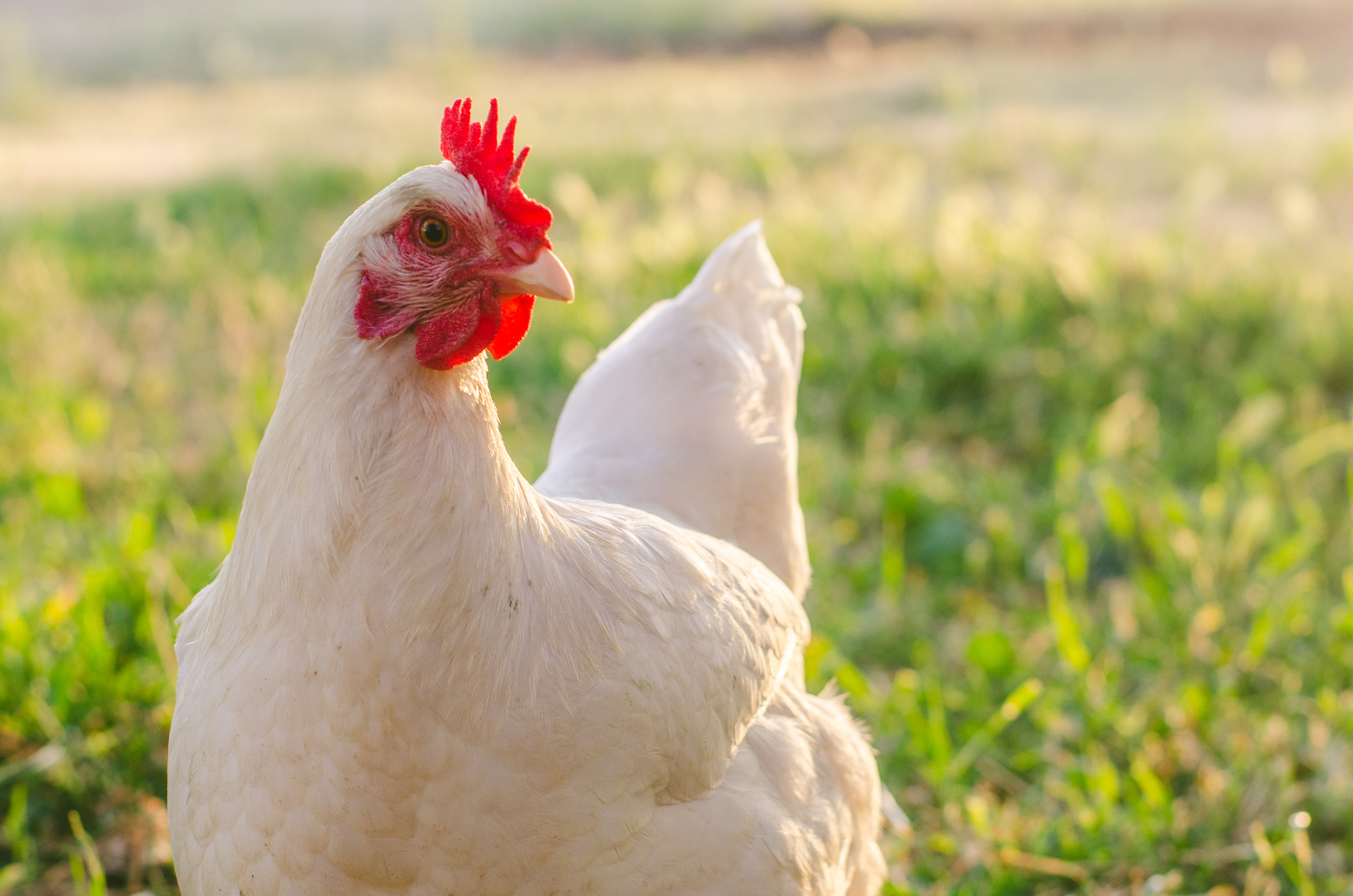 Poultry Dewormers