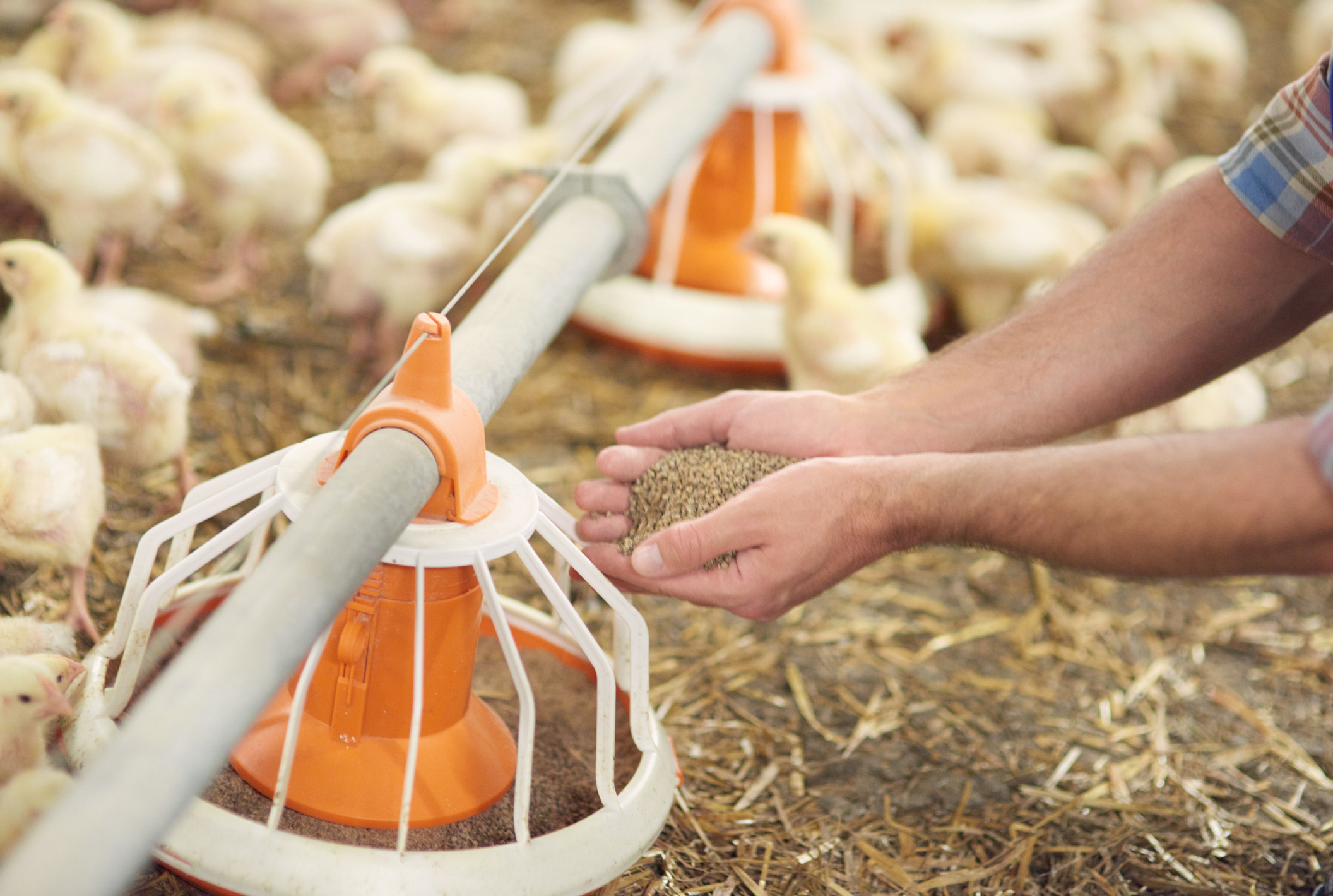 Poultry Feeders & Waterers