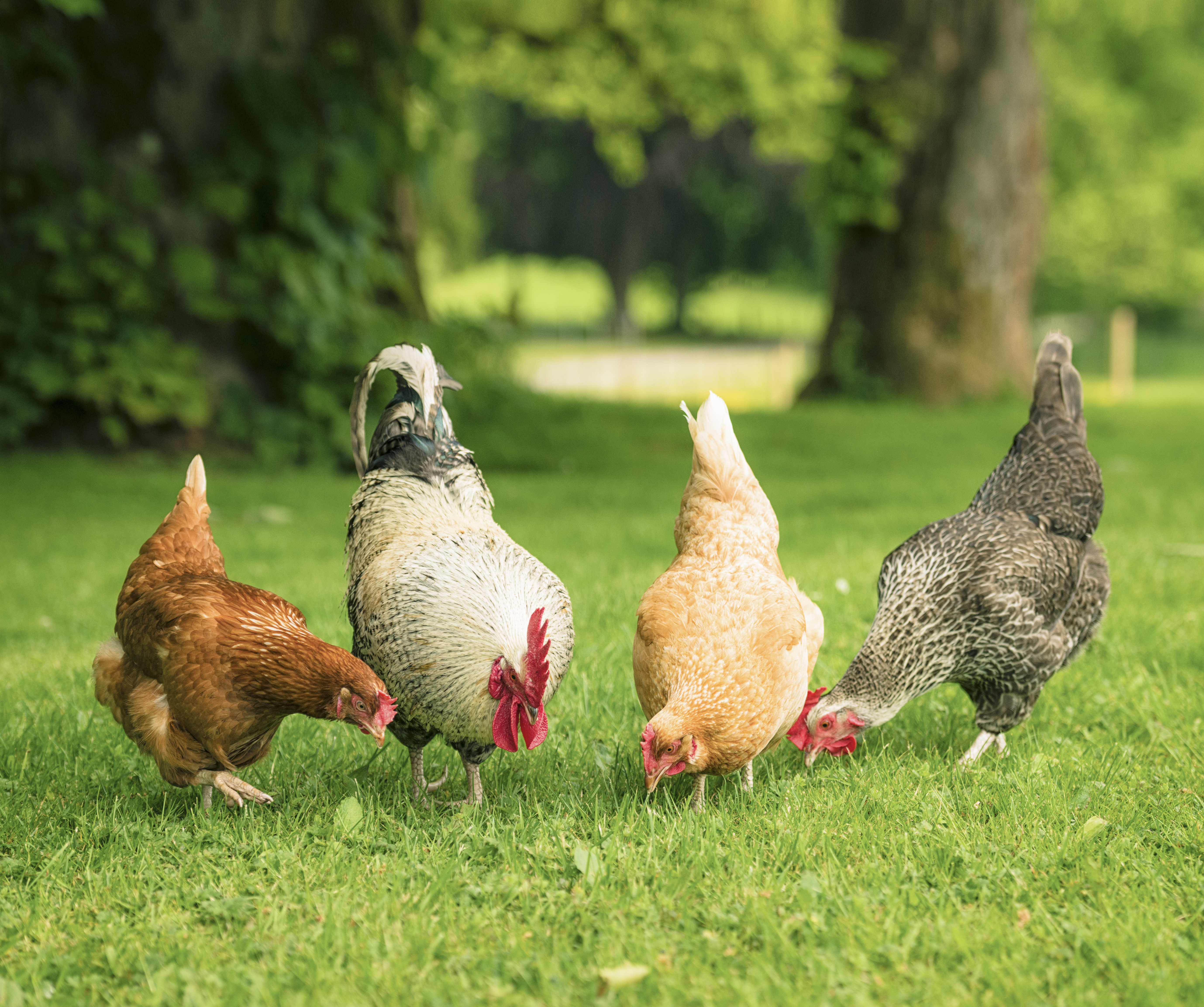 Poultry First Aid