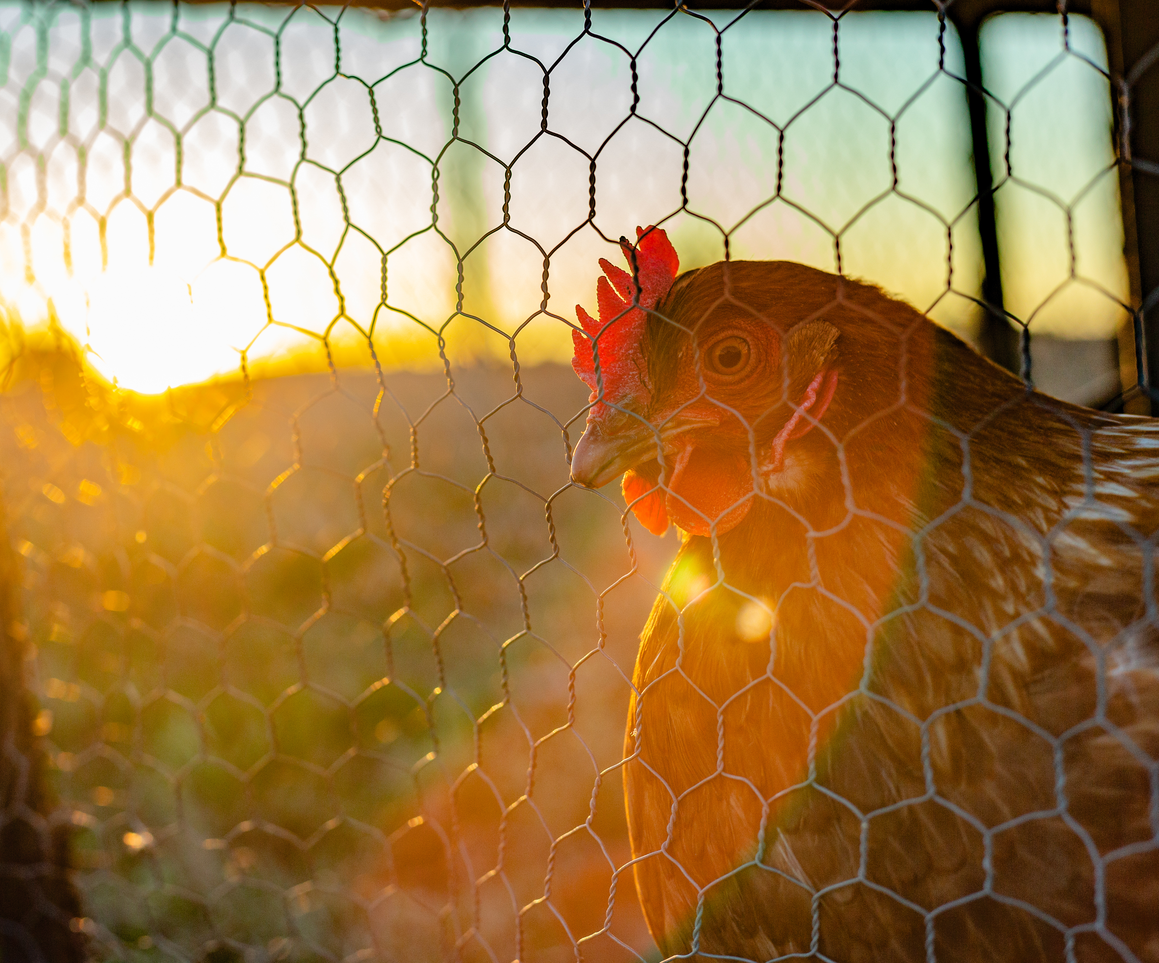 Poultry Netting