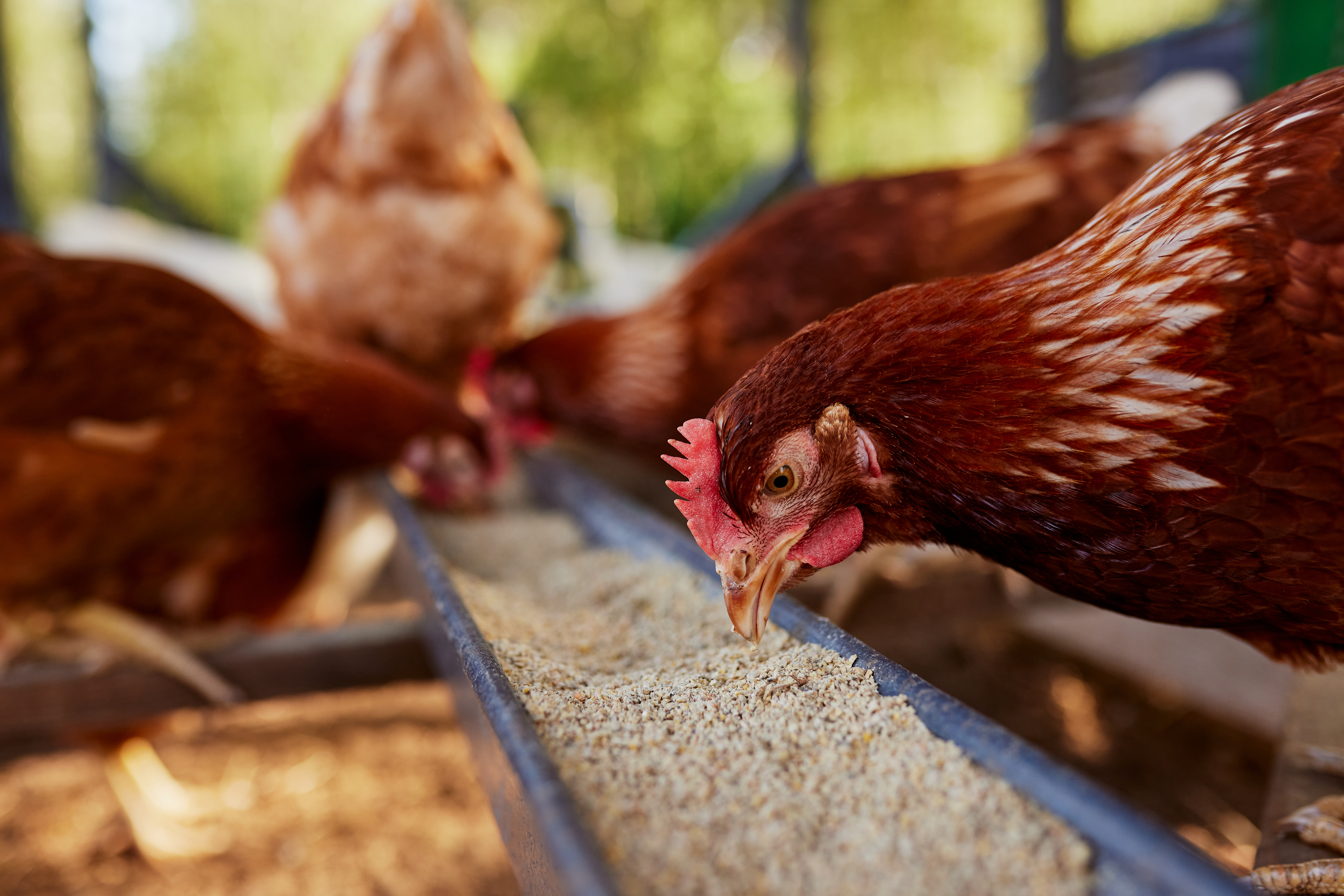 Poultry