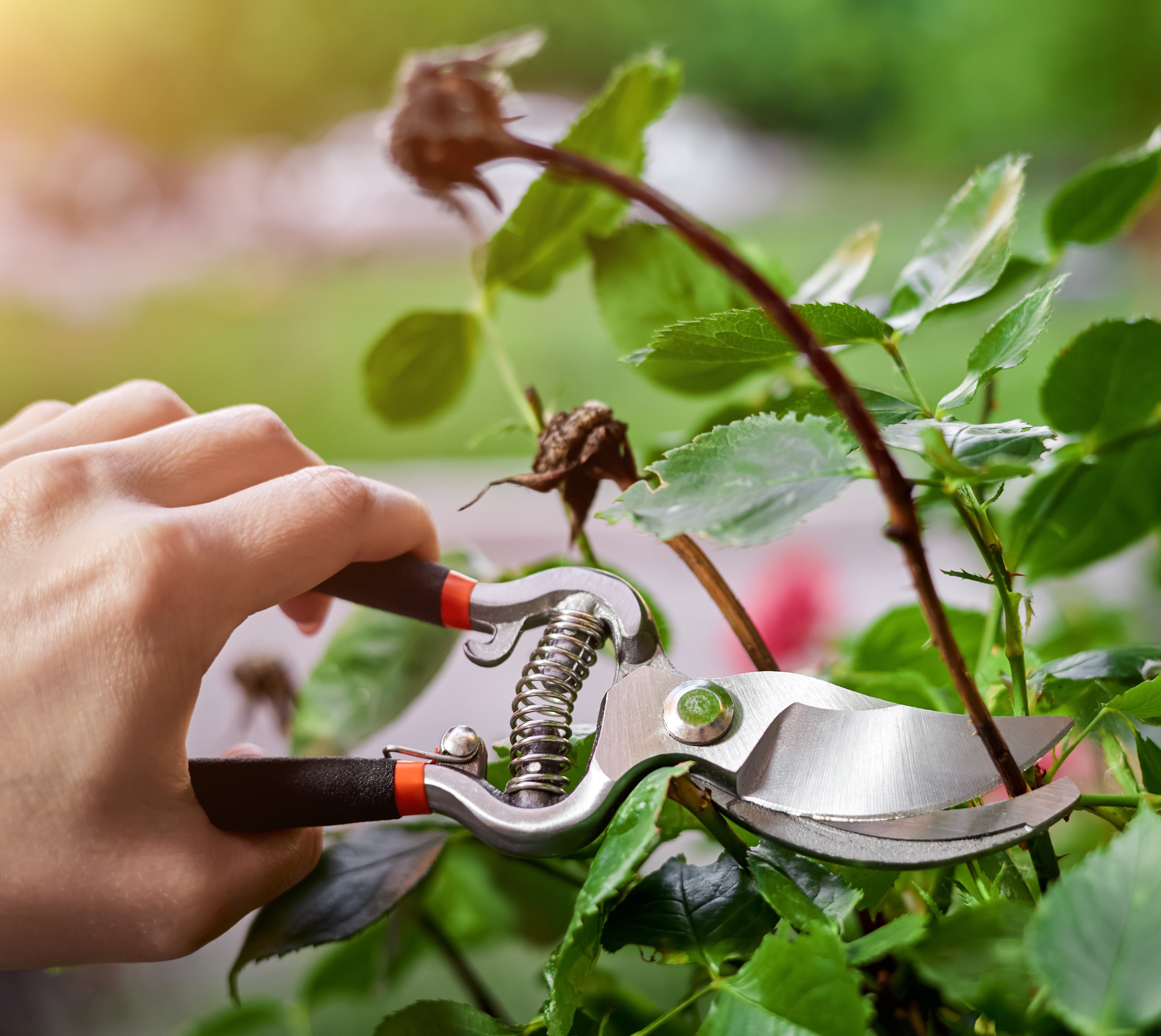 Pruning Tools
