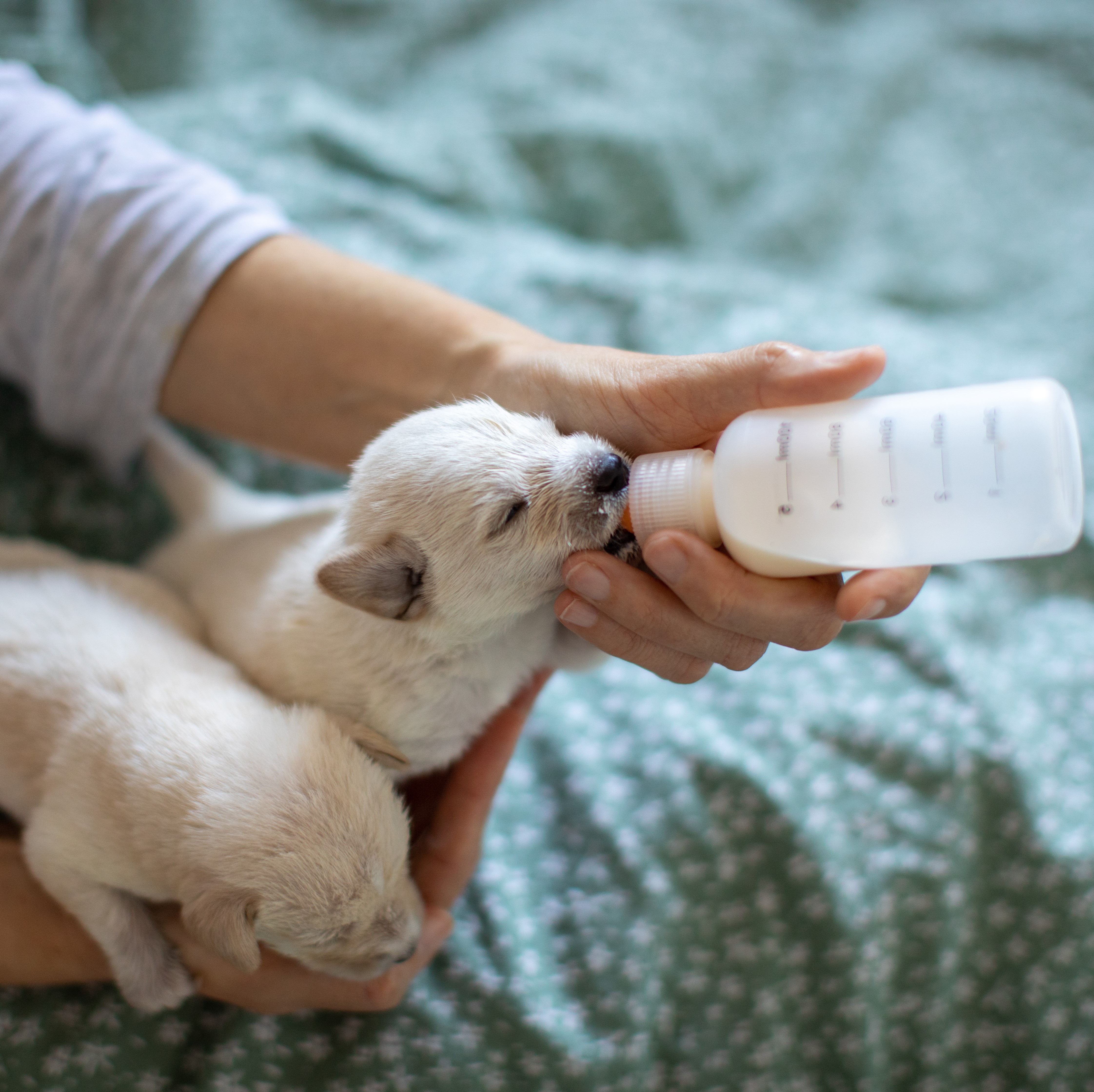 Puppy Milk Replacers & Bottles