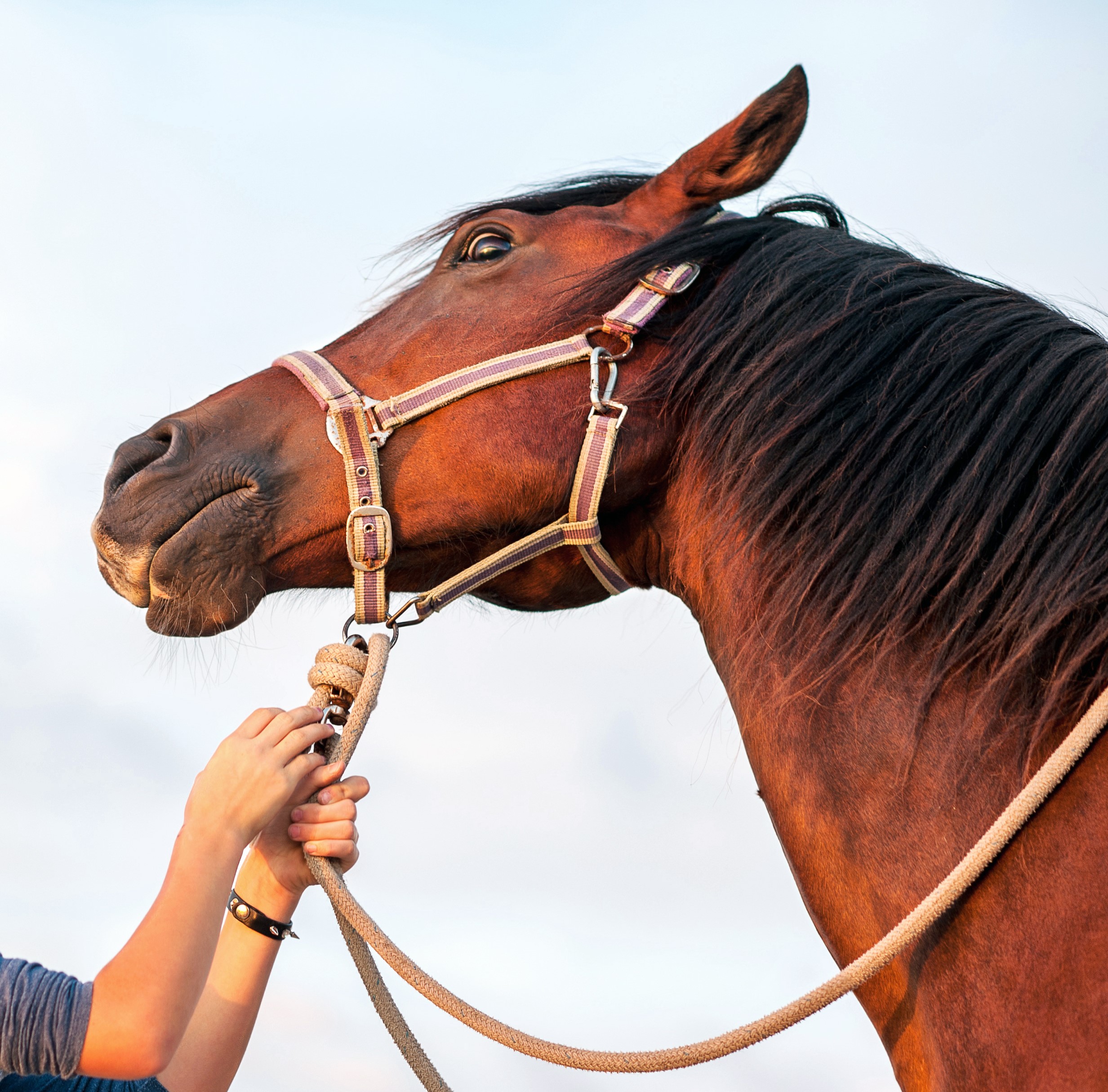 Reins