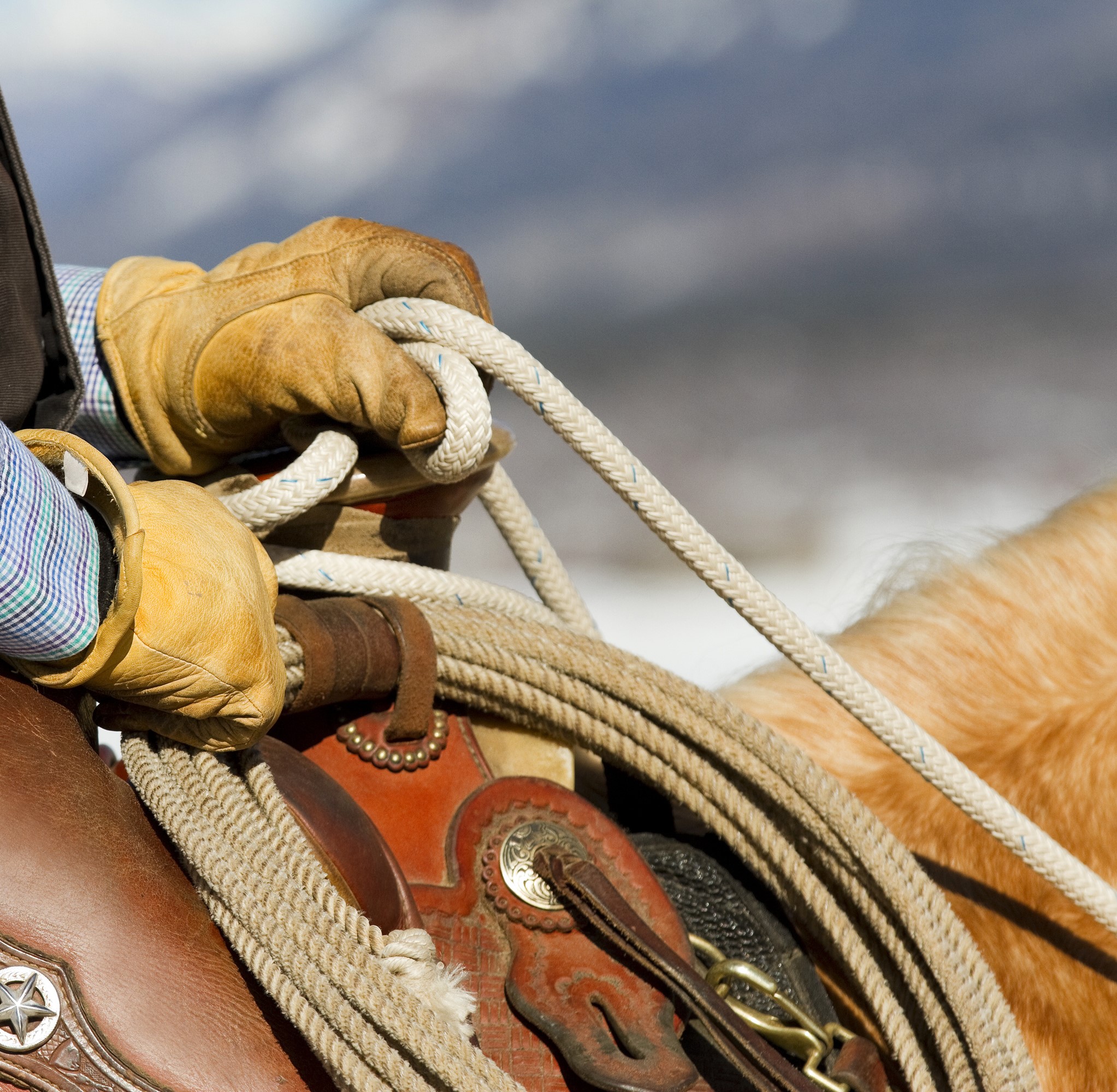 Equine Ropes Roping Equipment Stockdale s