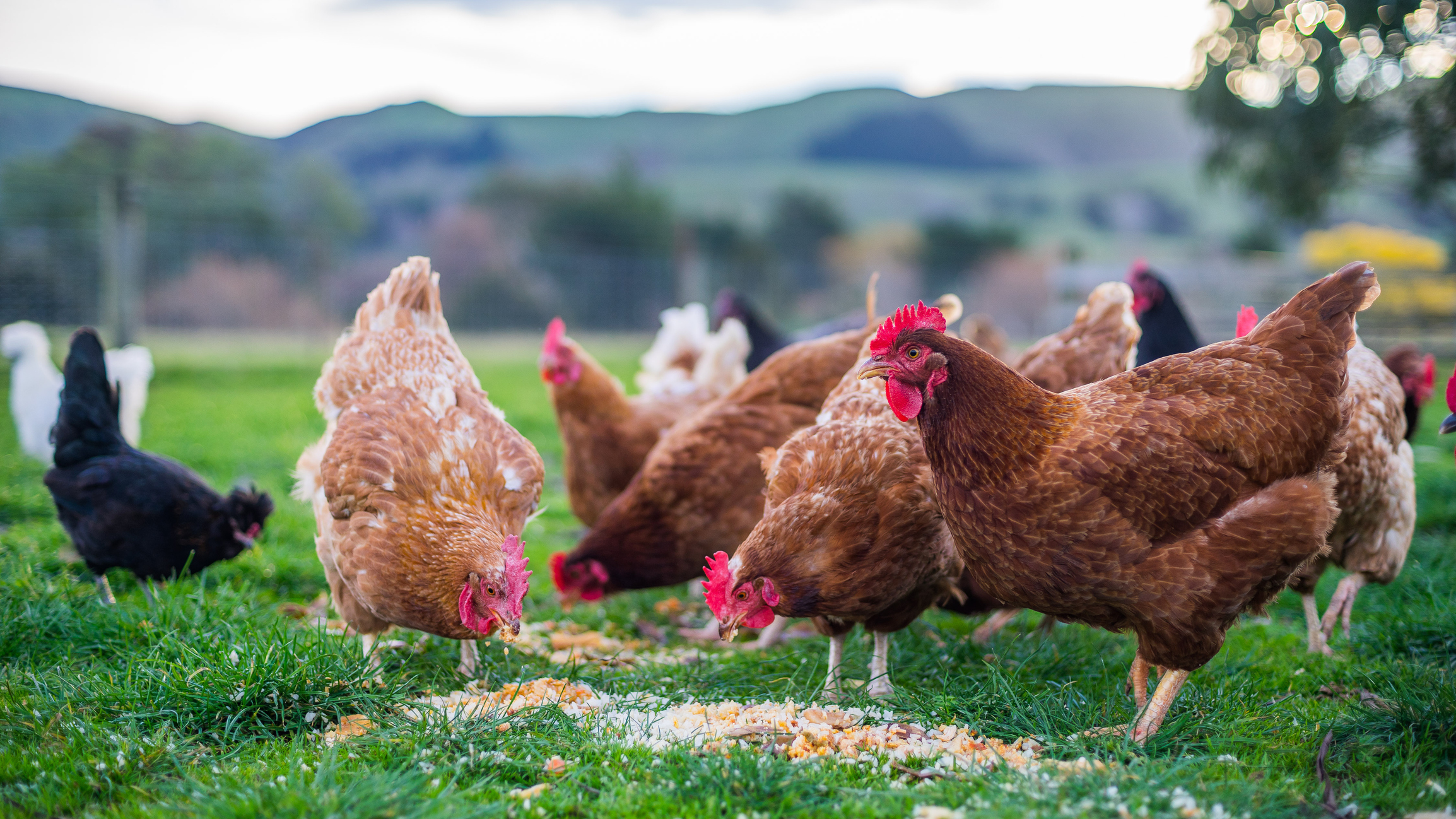 Poultry Feed & Treats