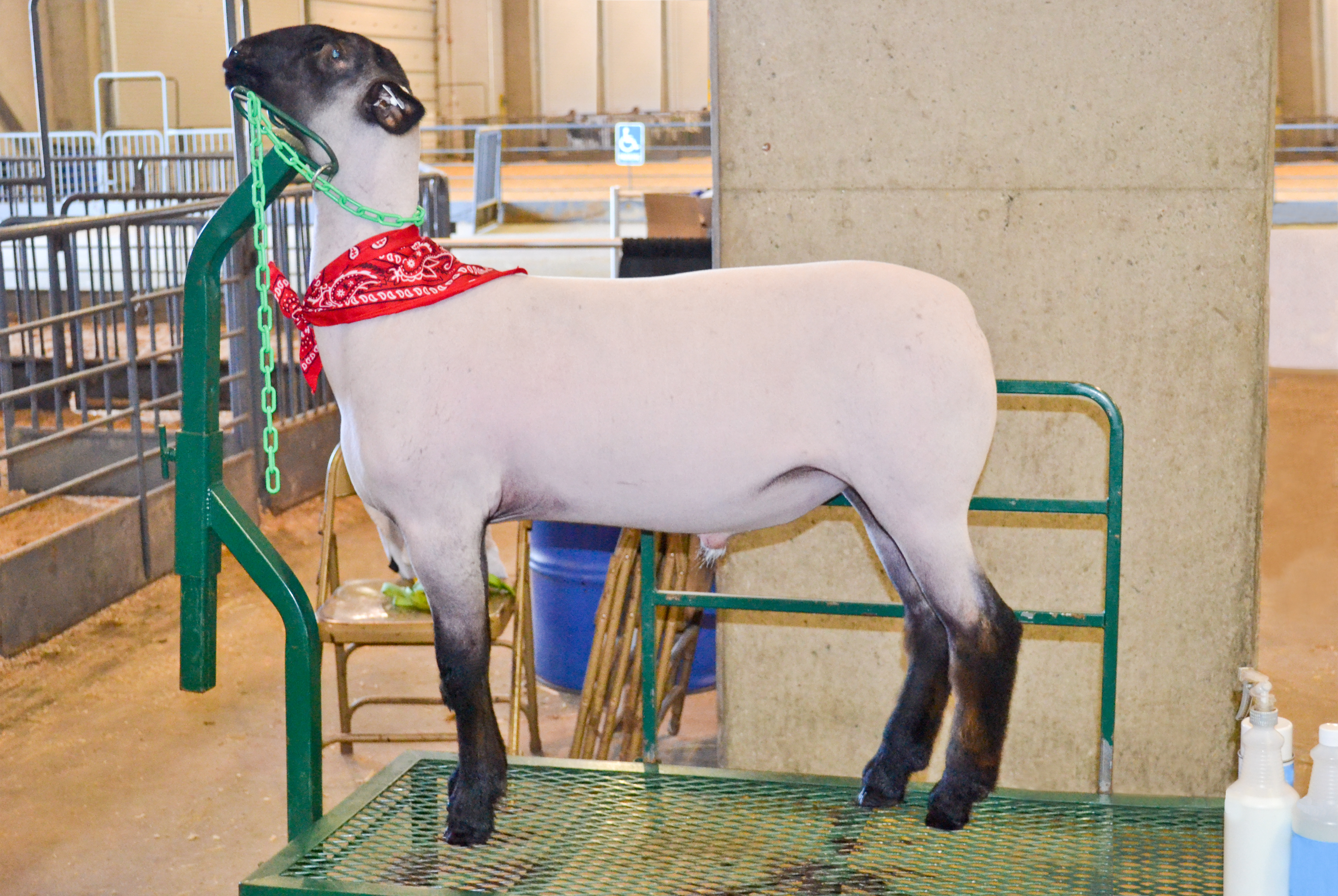 Livestock Shampoos & Conditioners