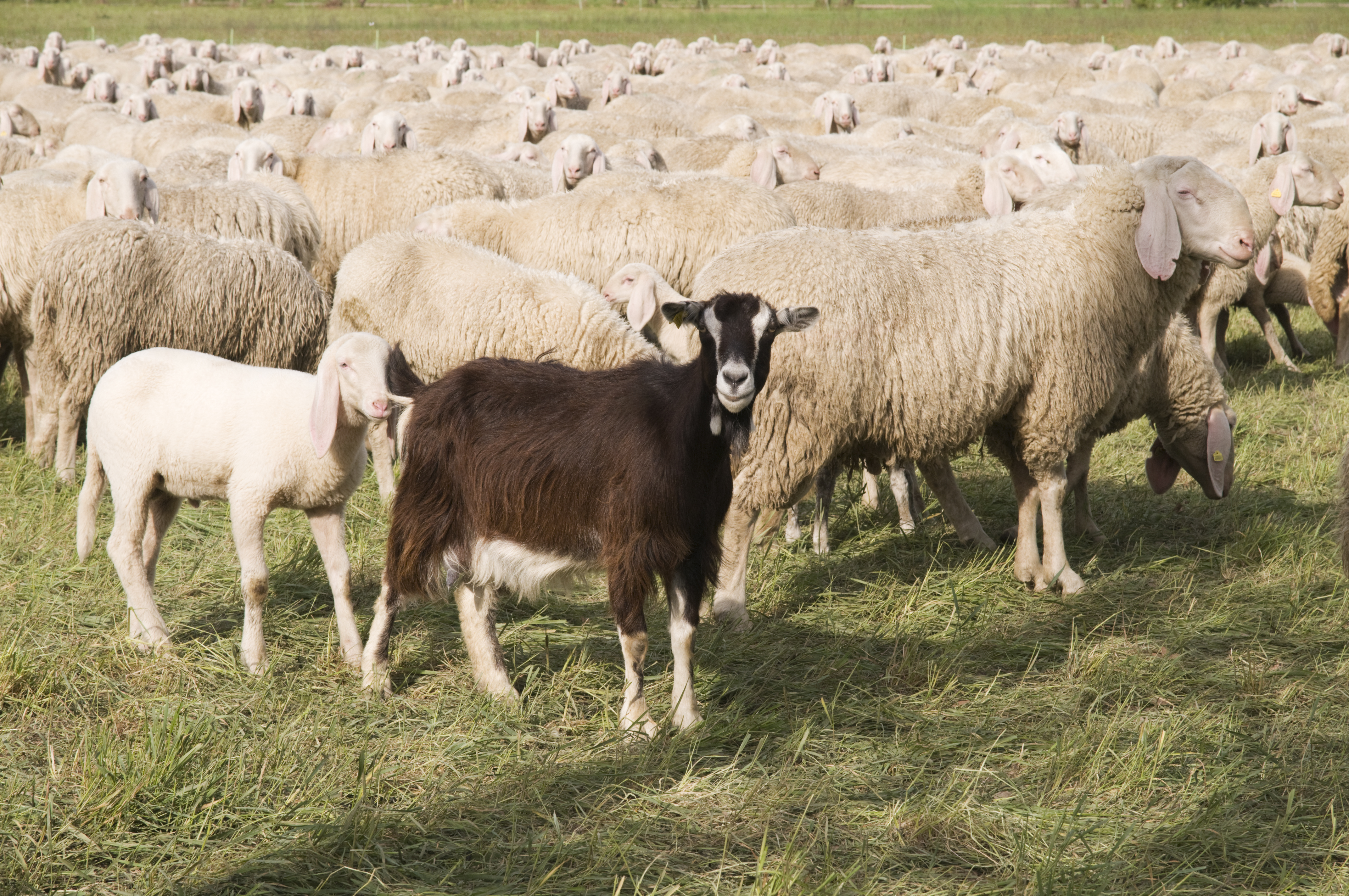 Dewormers