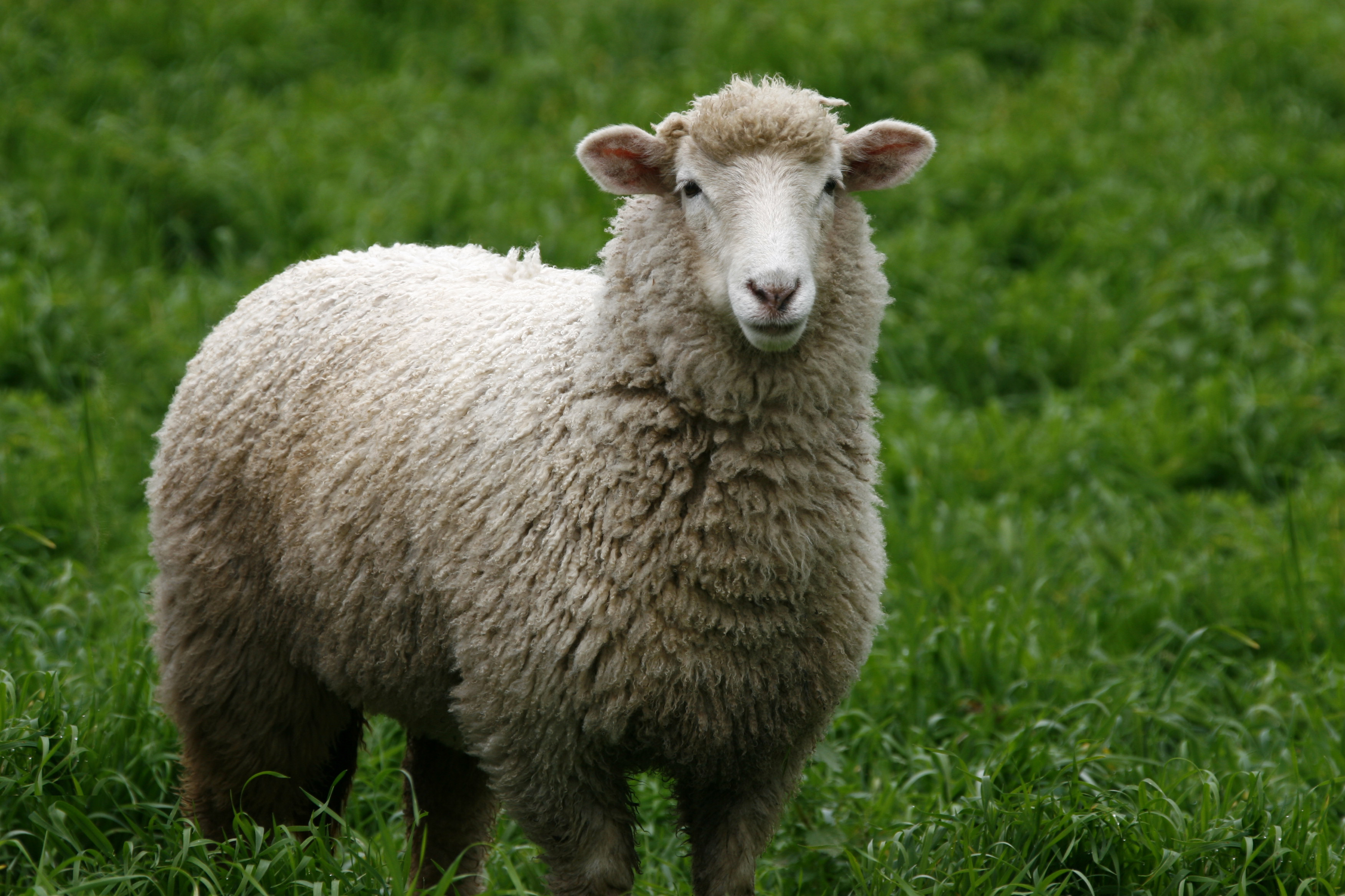 Sheep Feed