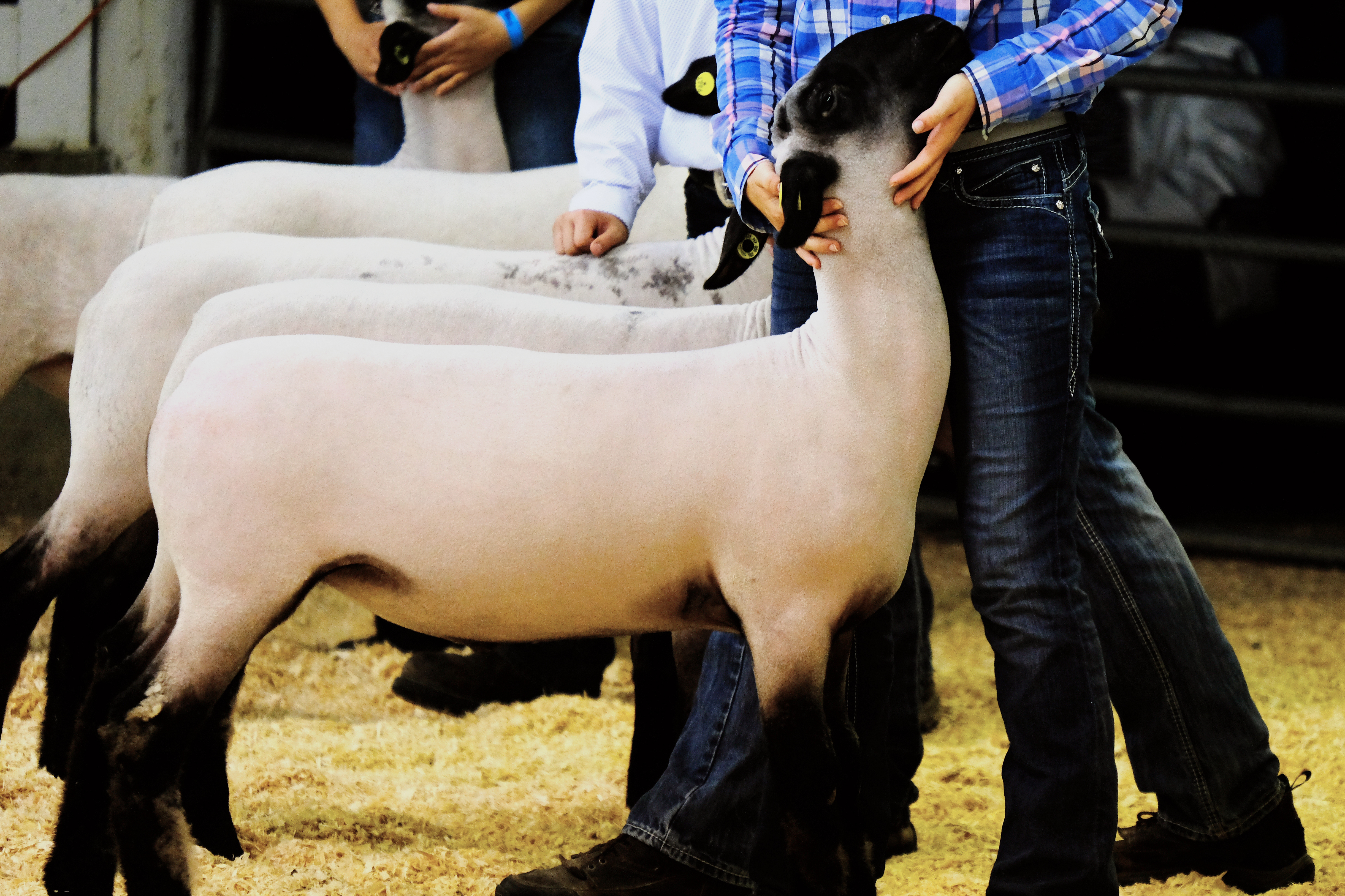 Livestock Grooming & Show Supplies