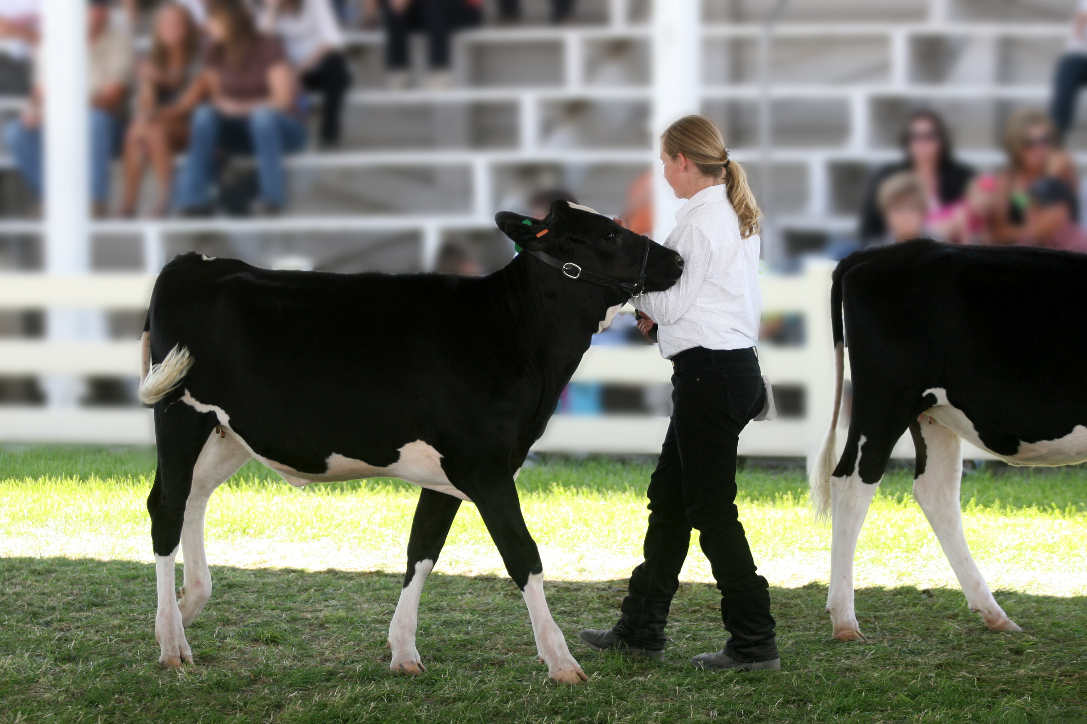 Livestock Sprays, Paints & Adhesives