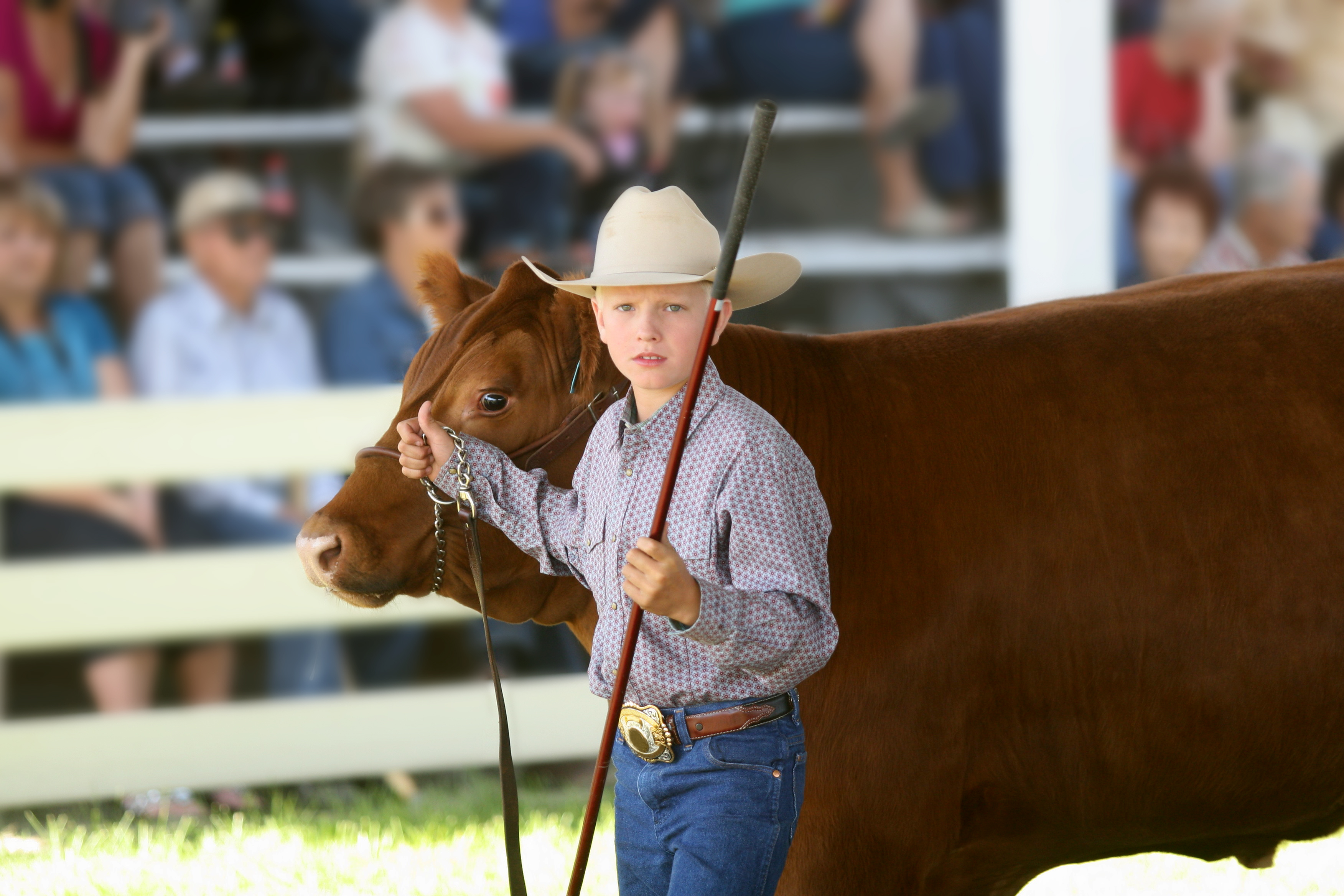 Livestock Whips, Poles & Show Sticks