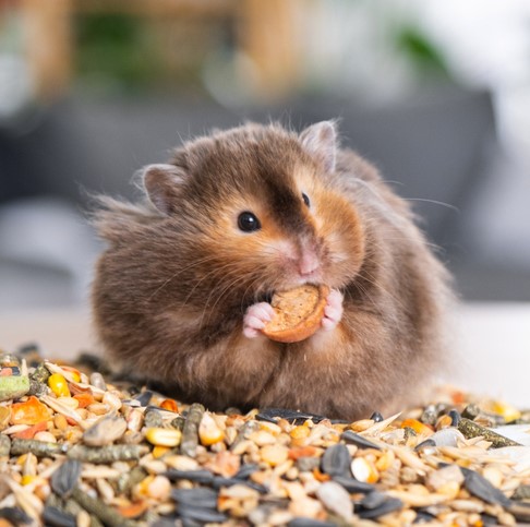 Small Animal Food & Treats