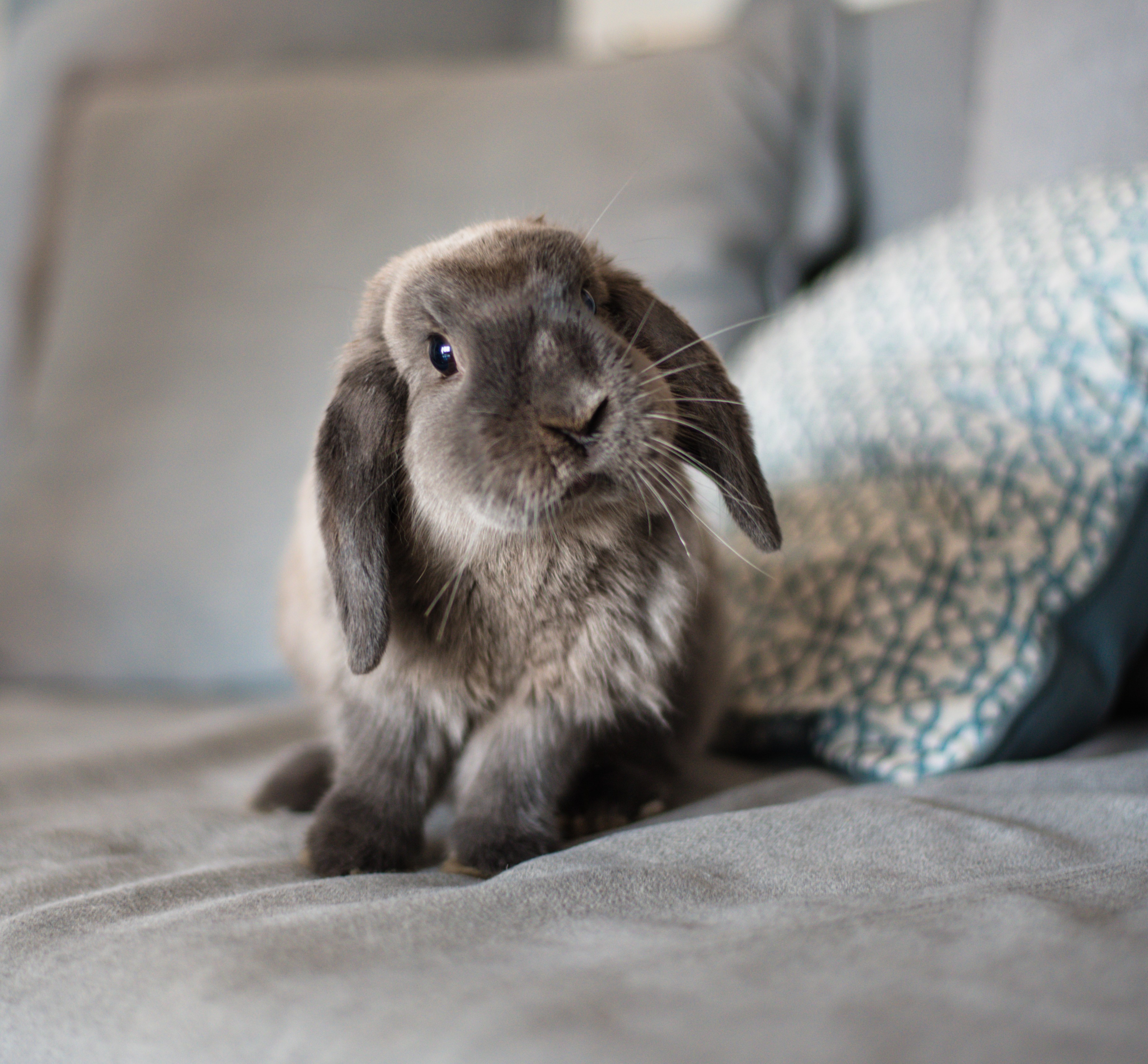 Small Animal