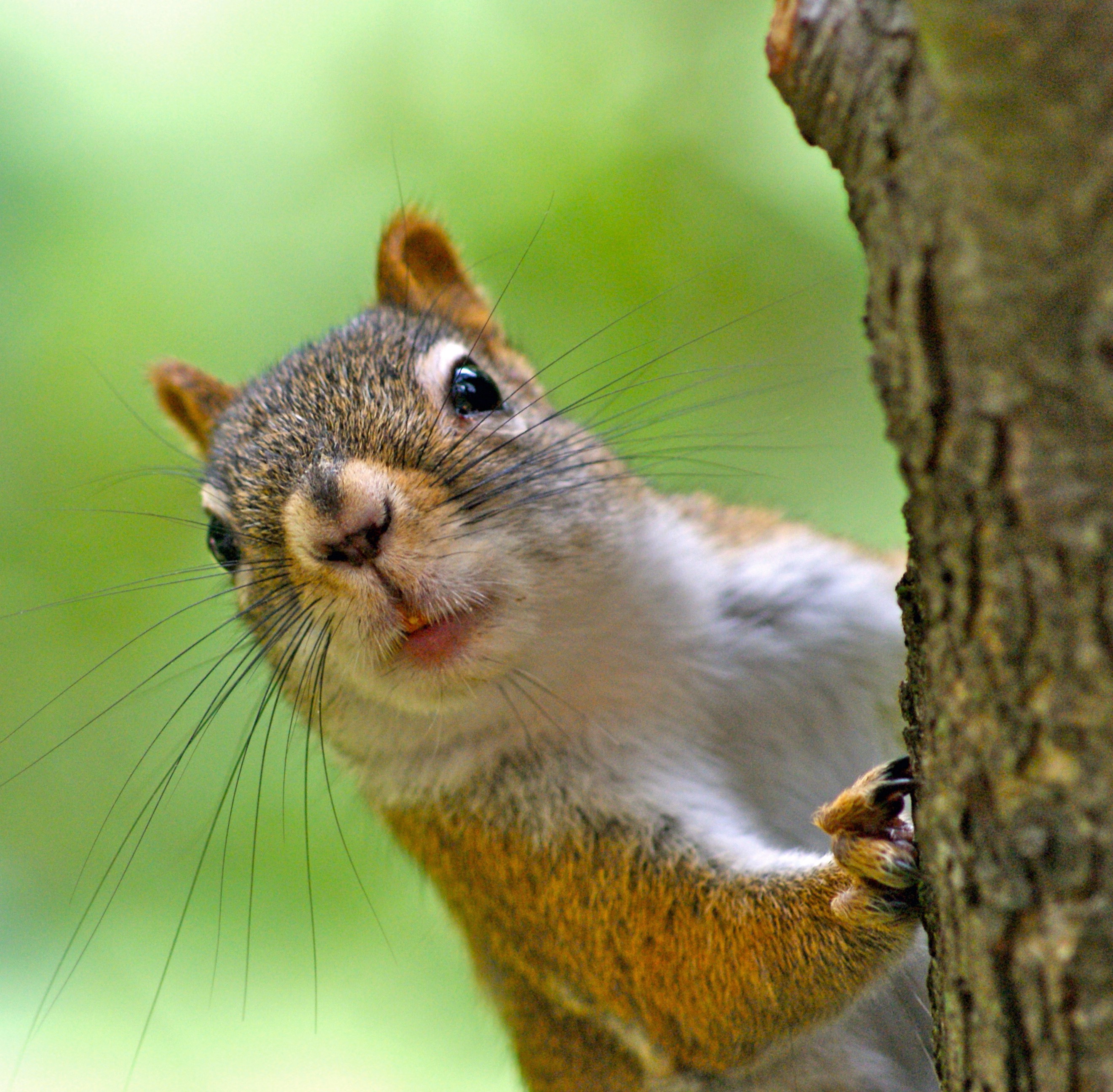 Squirrels