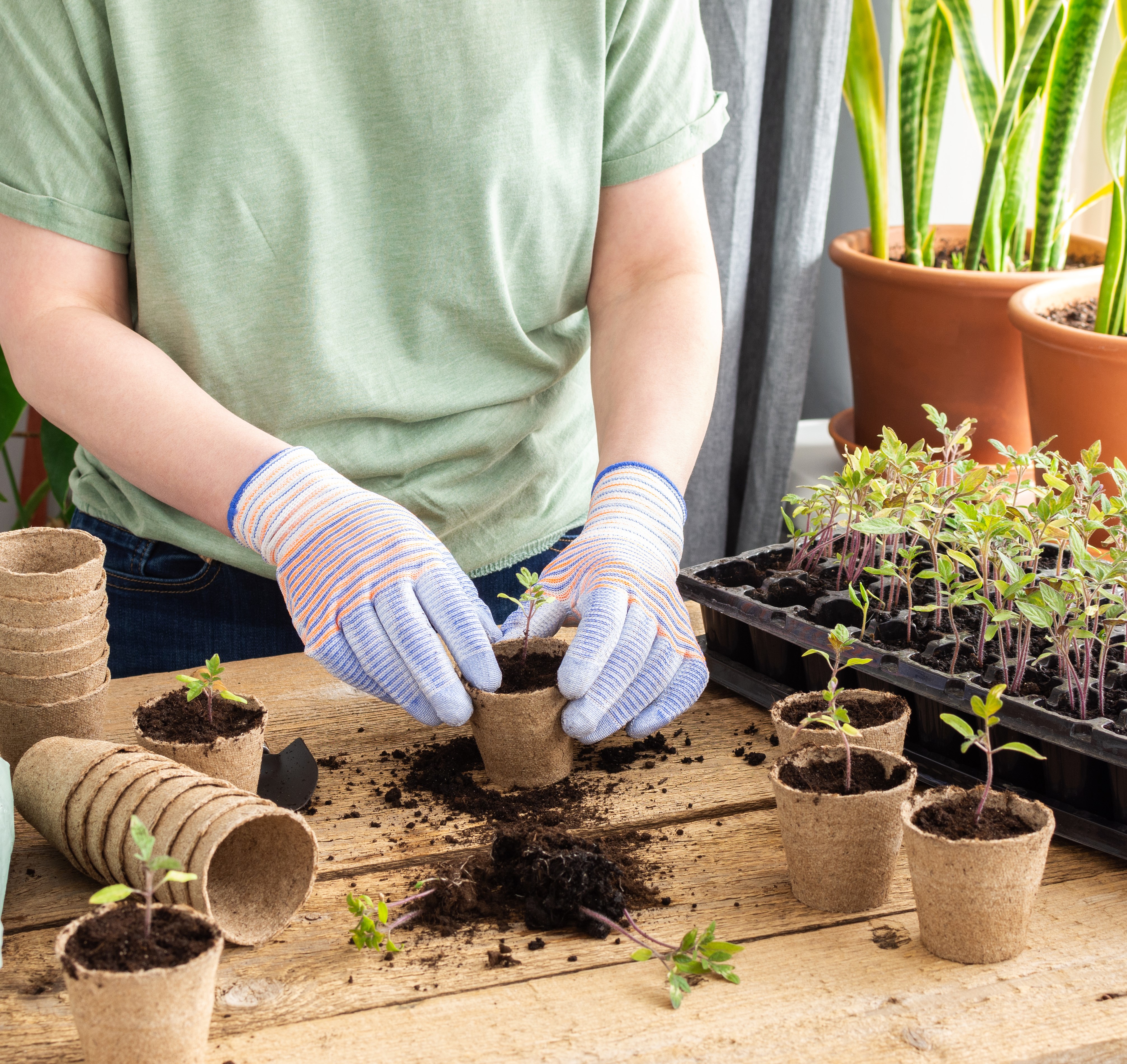 Peat Pots & Plant Starters