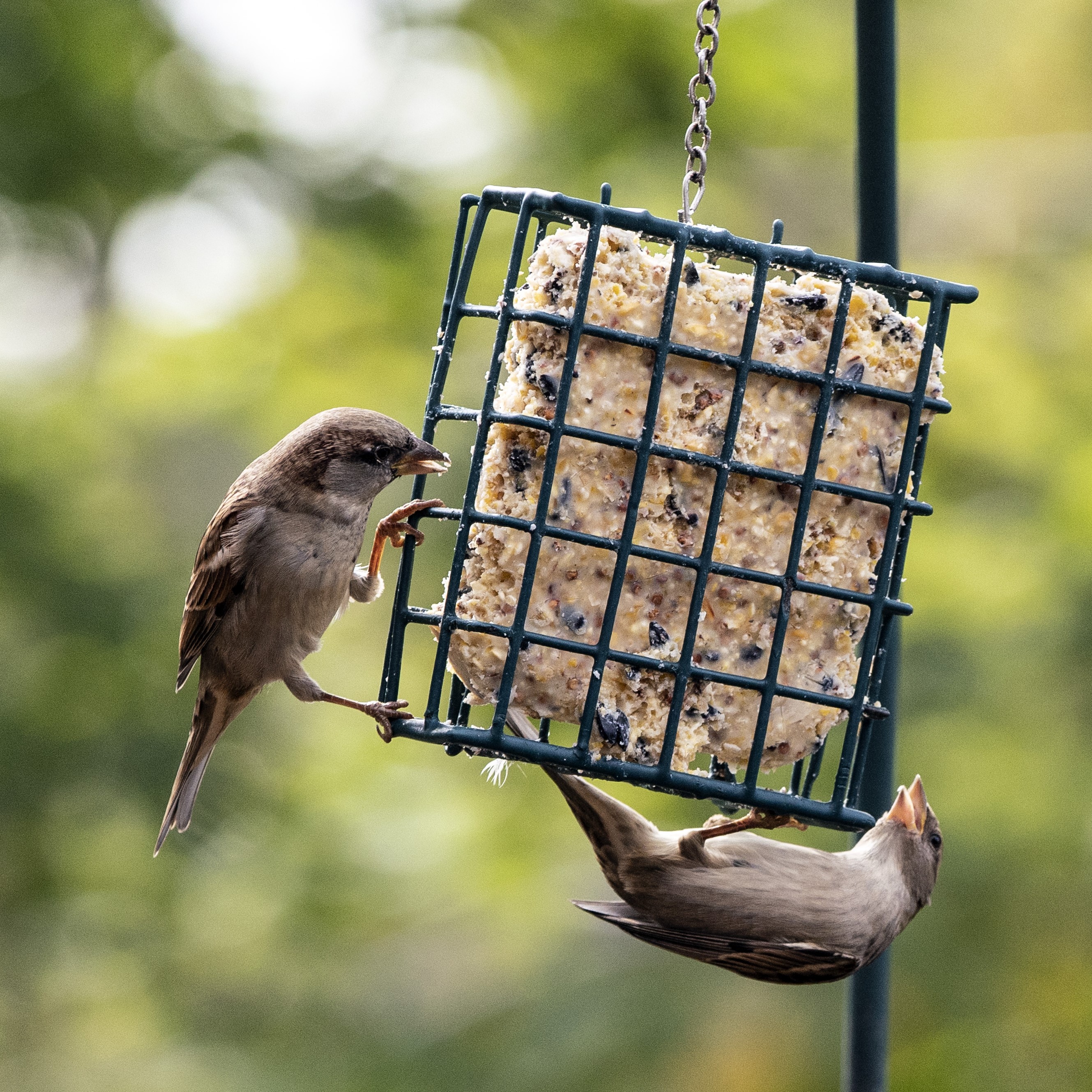 Suet