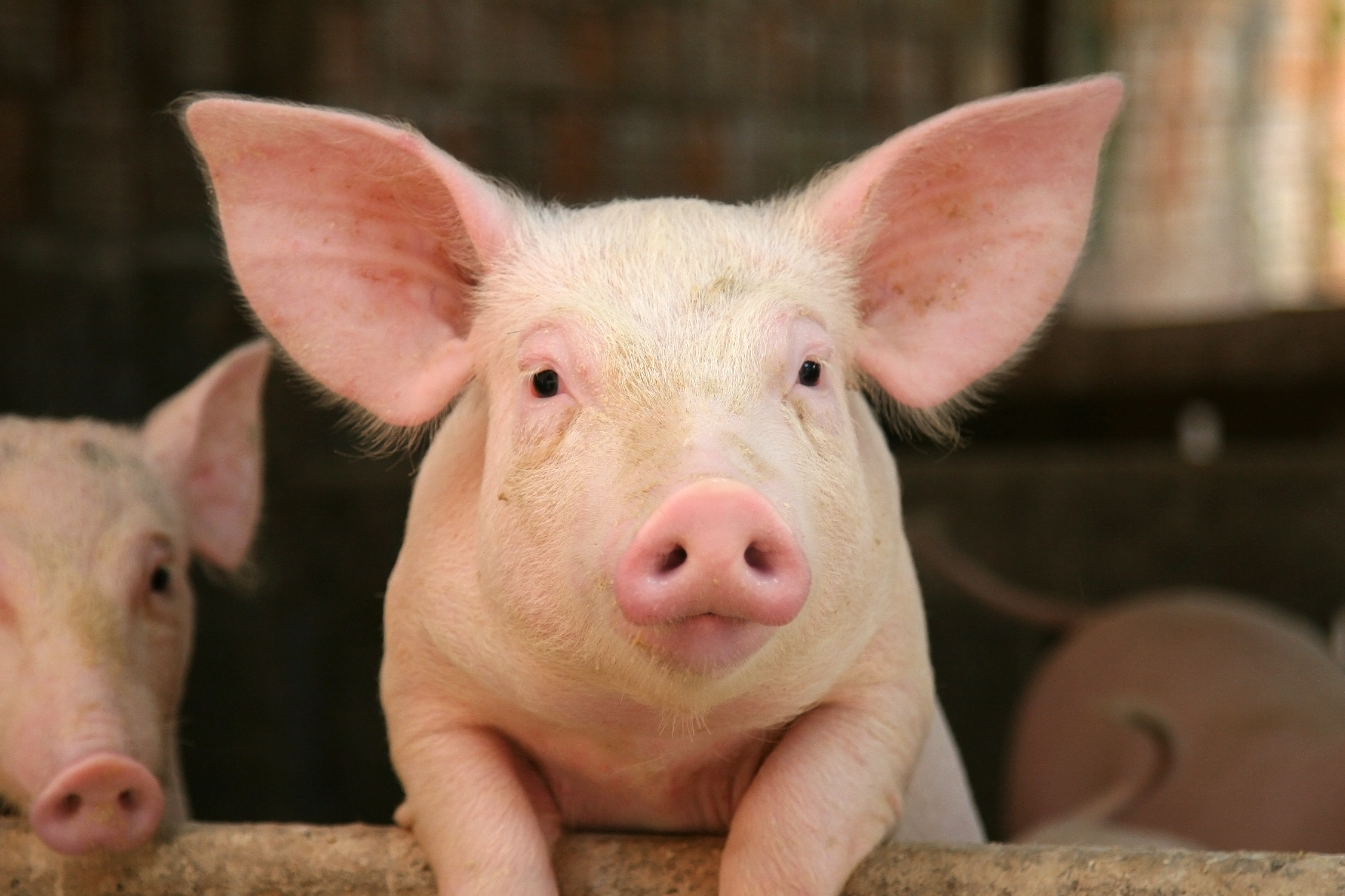 Swine Feed