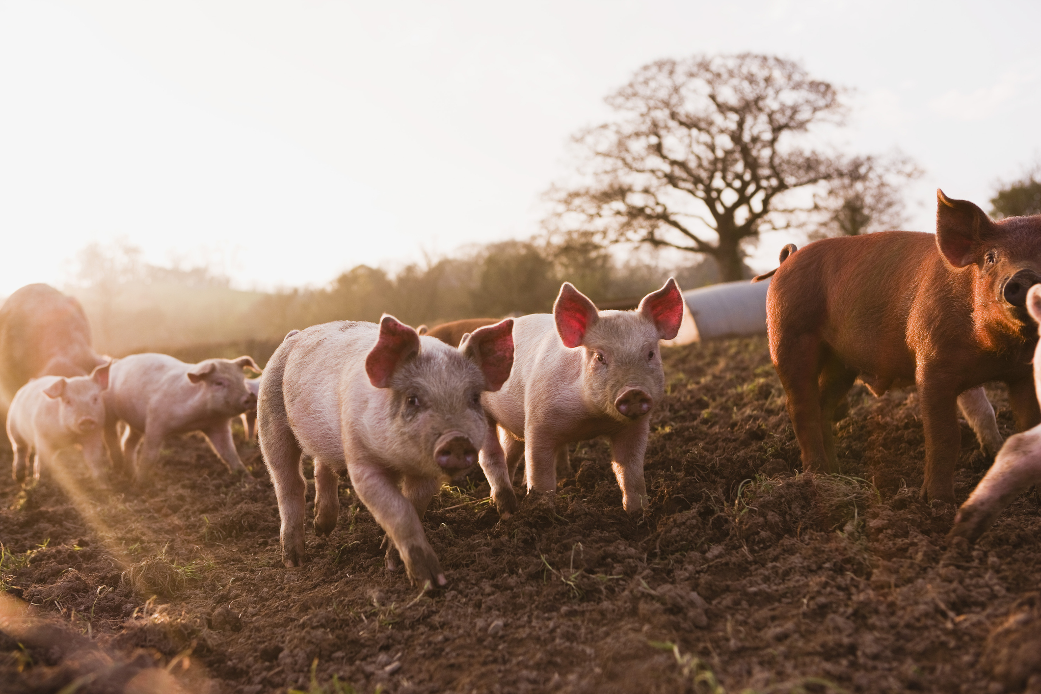 Swine/Pigs