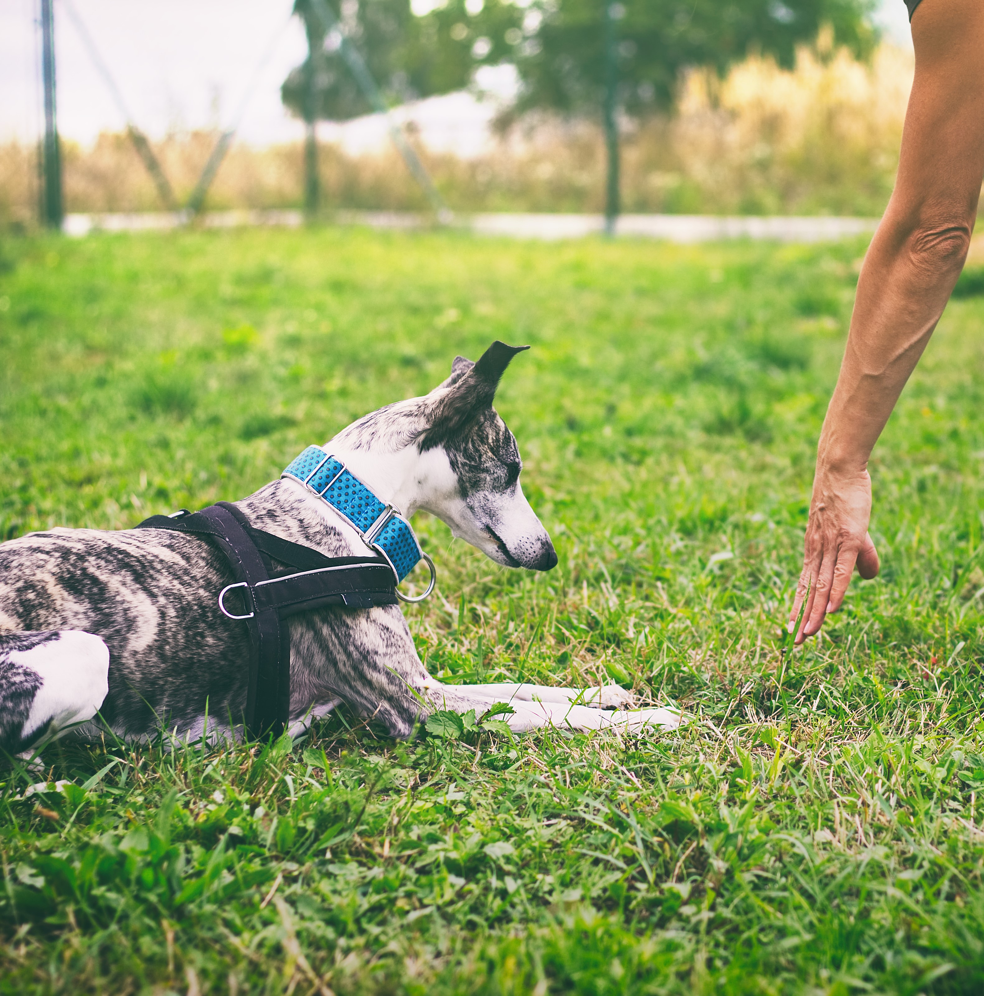 Dog Training & Behavior