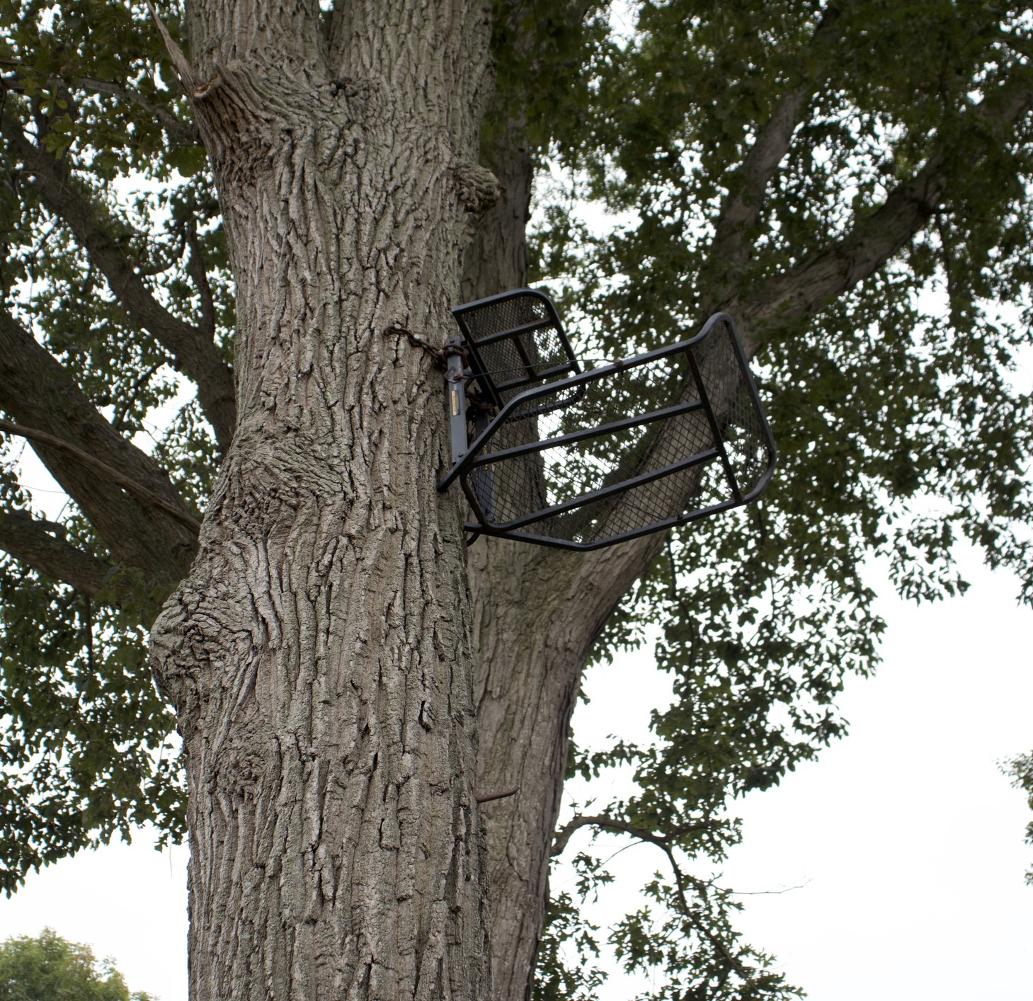 Treestands & Accessories