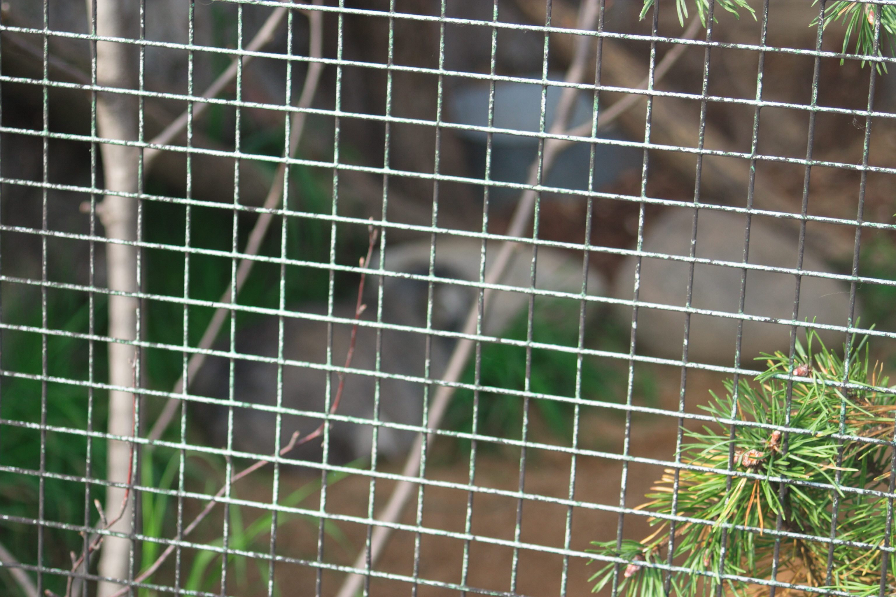Welded Wire