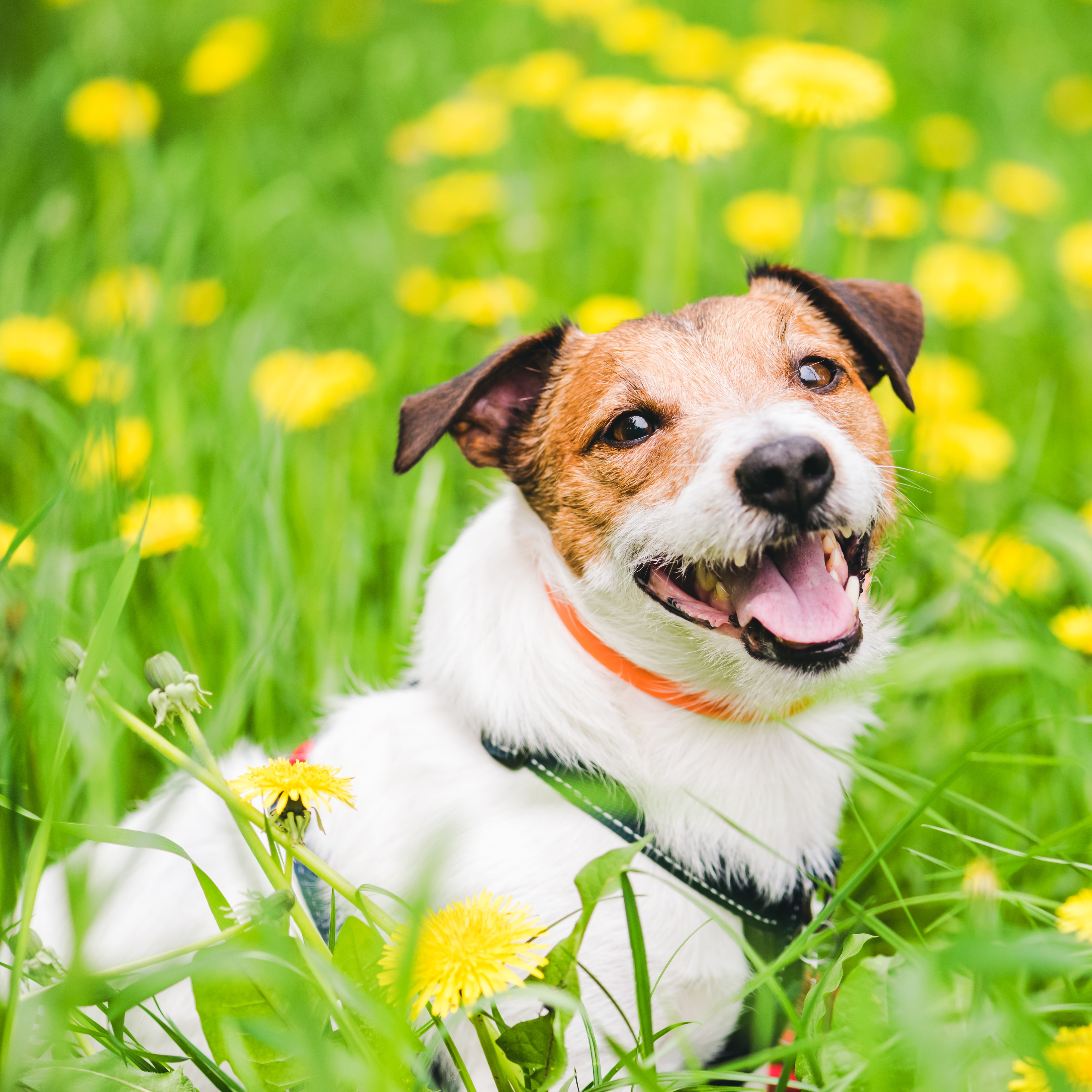 Home & Yard Treatments