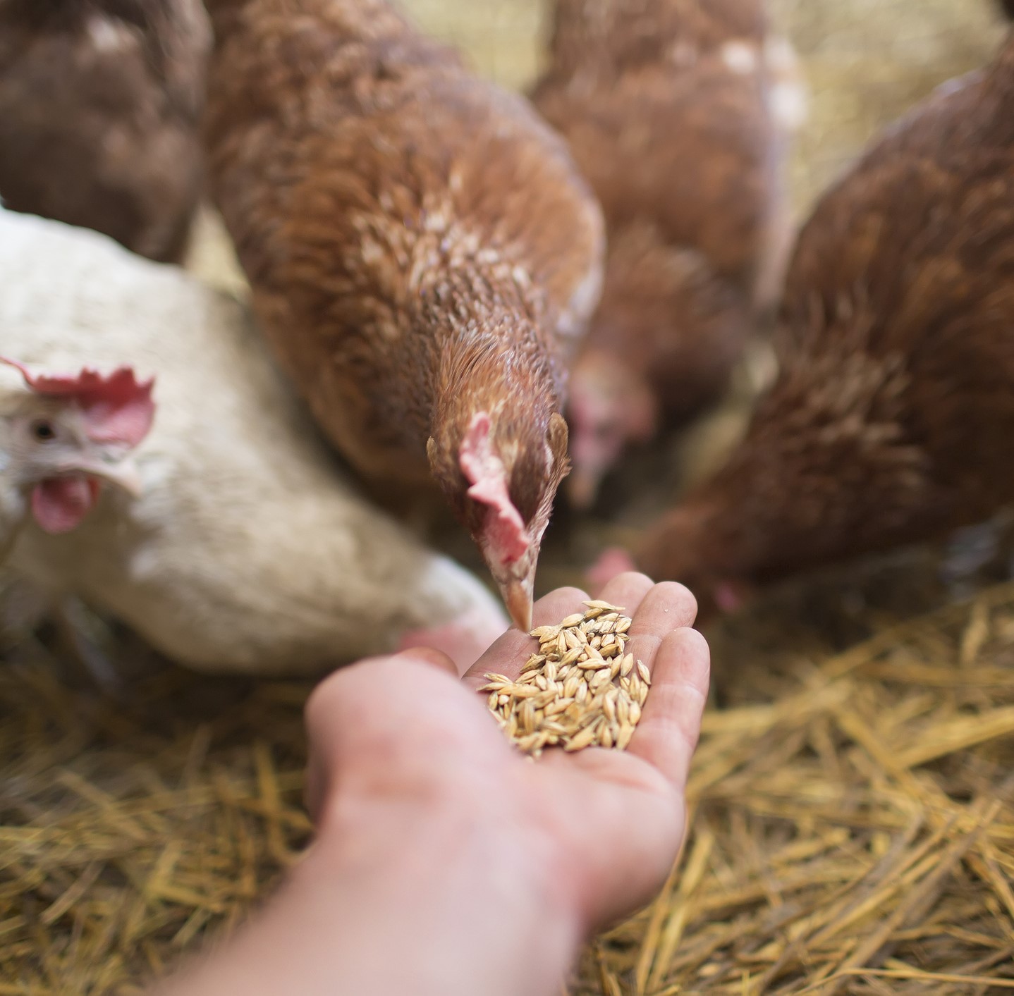 Poultry