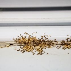 Insect Baits