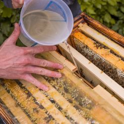 Bee Feed & Feeders