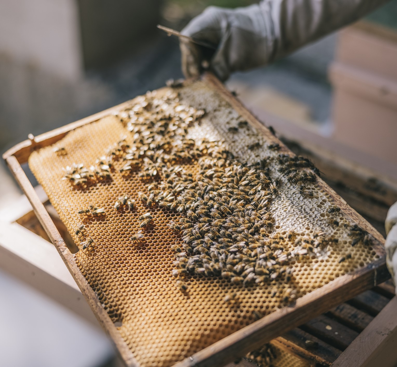 Beekeeping