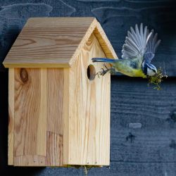 Wild Bird Houses & Stands