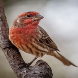Wild Birds