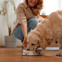 Dog Bowls & Feeding Supplies