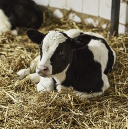 Calf Feed