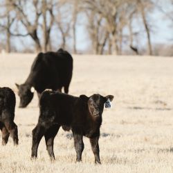 Supplements/Medications