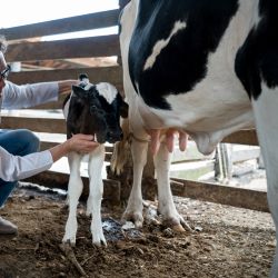 Calf/Calving Supplies