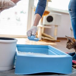 Litter Boxes & Clean-up