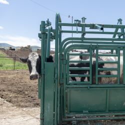 Chutes & Headgates