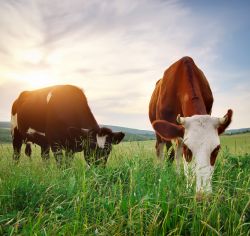 Image of Livestock & Poultry
