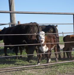 Corral Panels