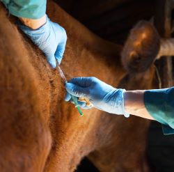 Cattle Vaccines